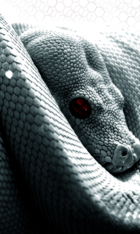 Téléchargez des papiers peints mobile Animaux, Reptile, Serpent, Reptiles, Python gratuitement.