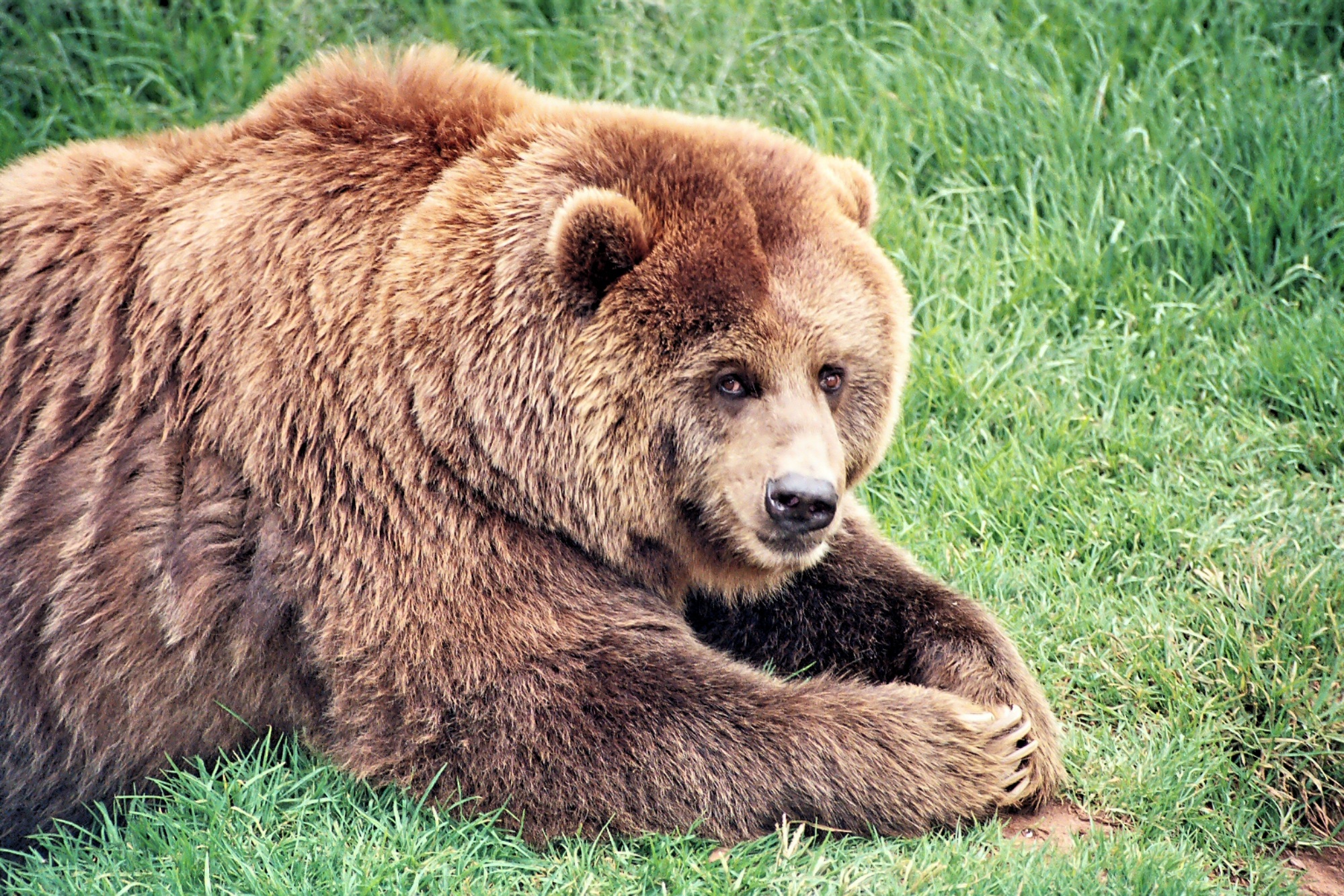 Free download wallpaper Animals, Grass, Bear, Thick, Brown Bear, Fat on your PC desktop