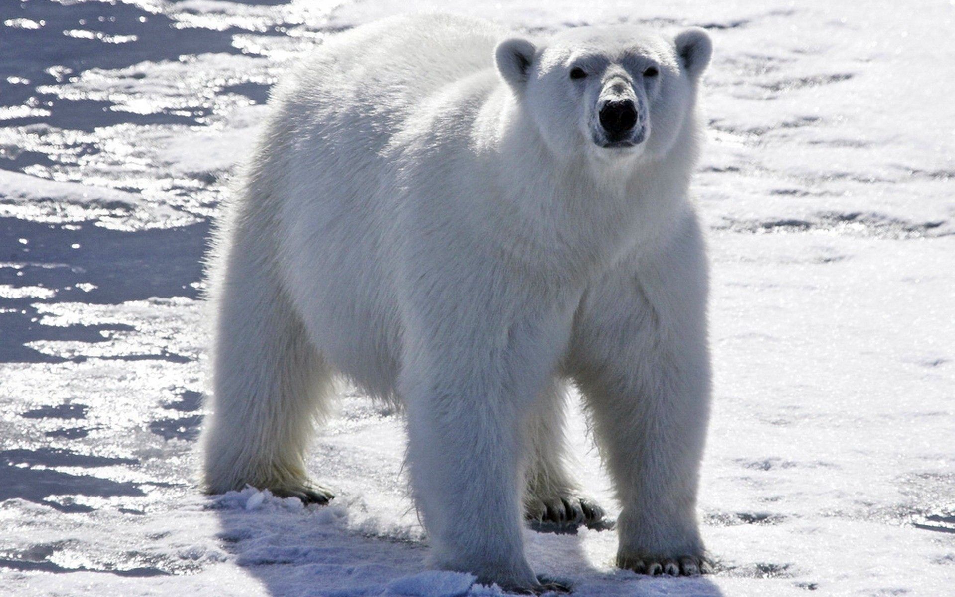 Free download wallpaper Snow, Shine, Light, Bright, Polar Bear, Animals, Bear on your PC desktop