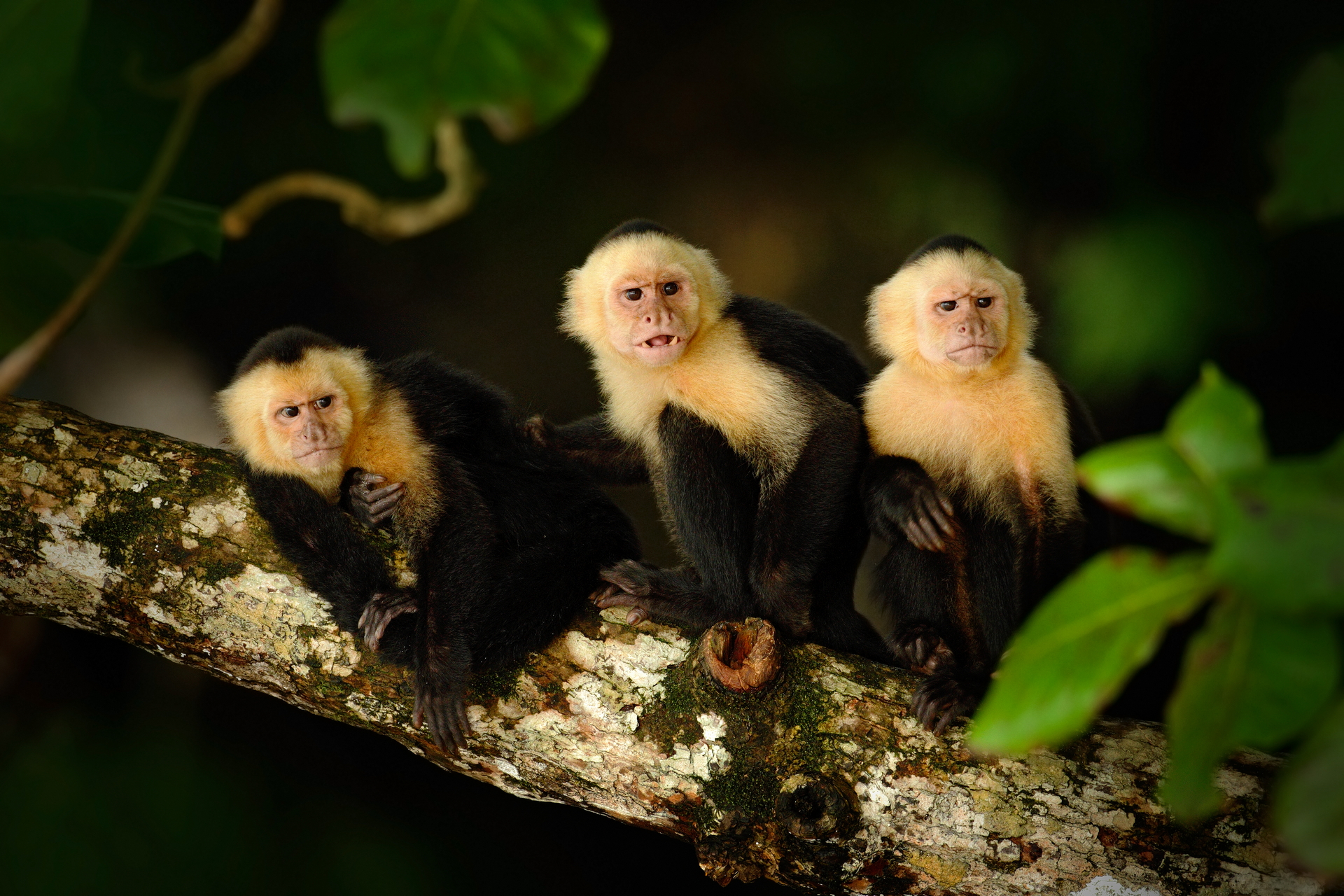 Free download wallpaper Monkeys, Monkey, Animal, Capuchin on your PC desktop