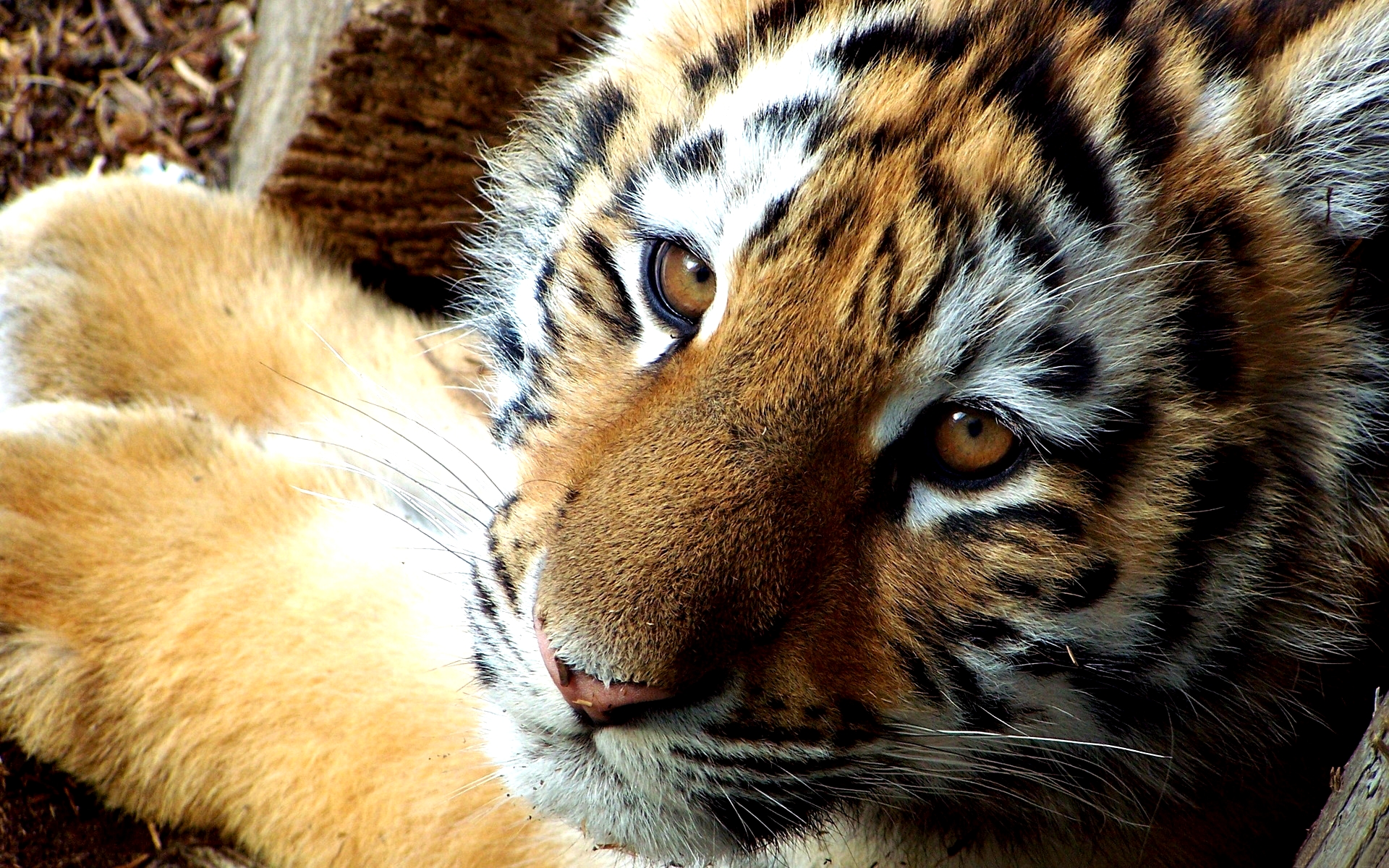 173942 descargar imagen animales, tigre, bozal, gatos: fondos de pantalla y protectores de pantalla gratis