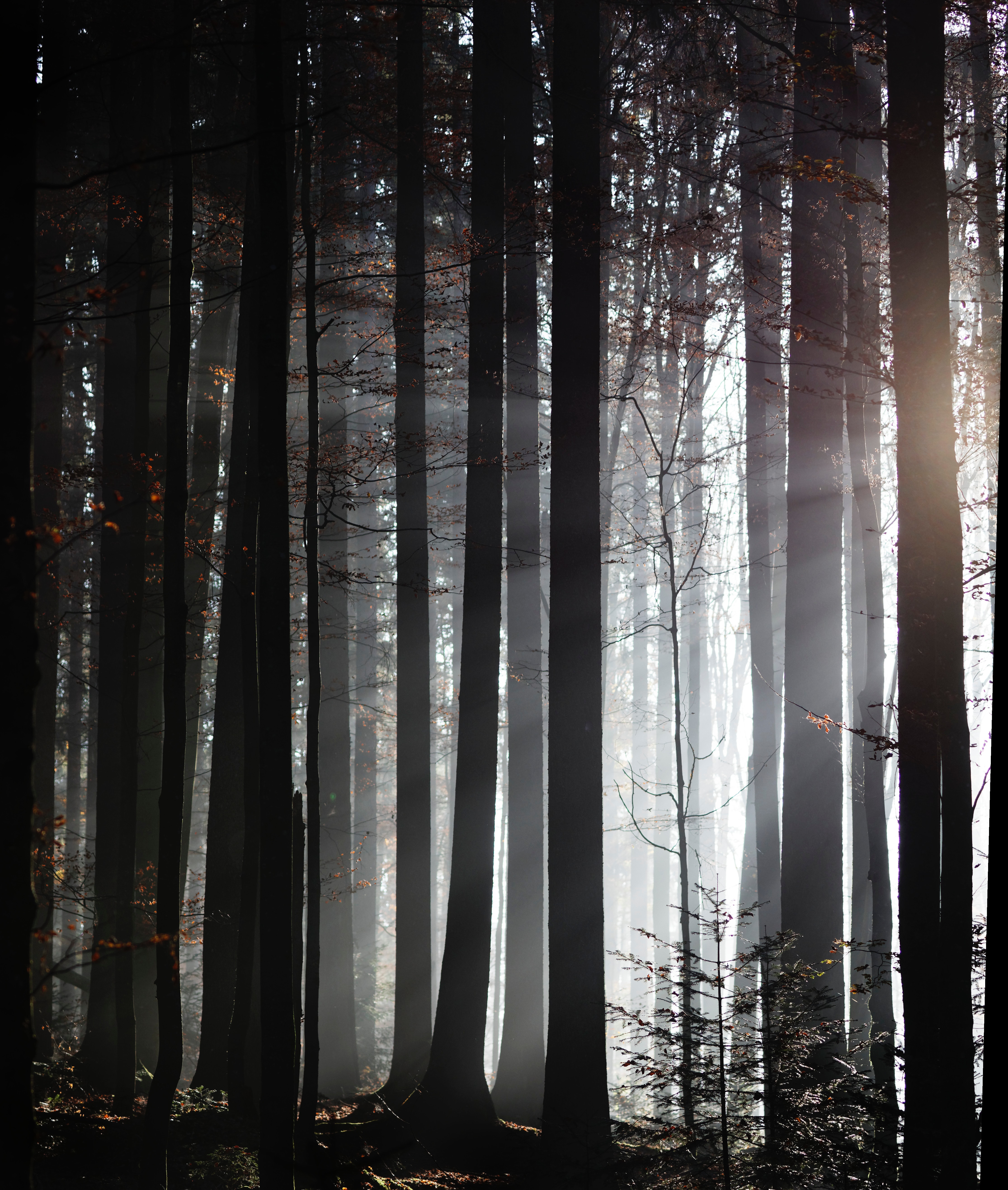 PCデスクトップに森林, 森, 霧, 夕暮れ, 薄明, 自然, 木, 日光画像を無料でダウンロード