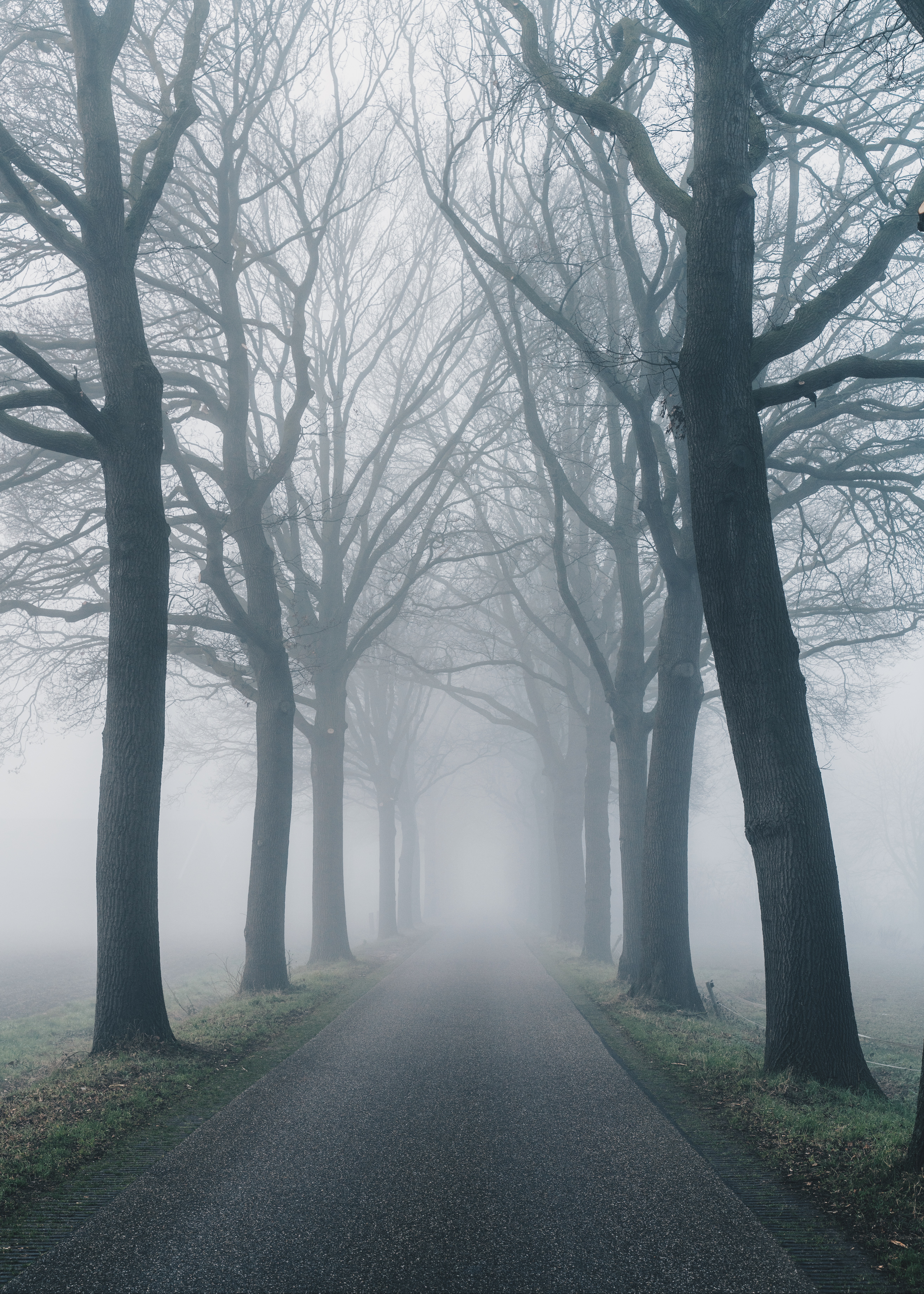 Download mobile wallpaper Fog, Road, Nature, Trees for free.