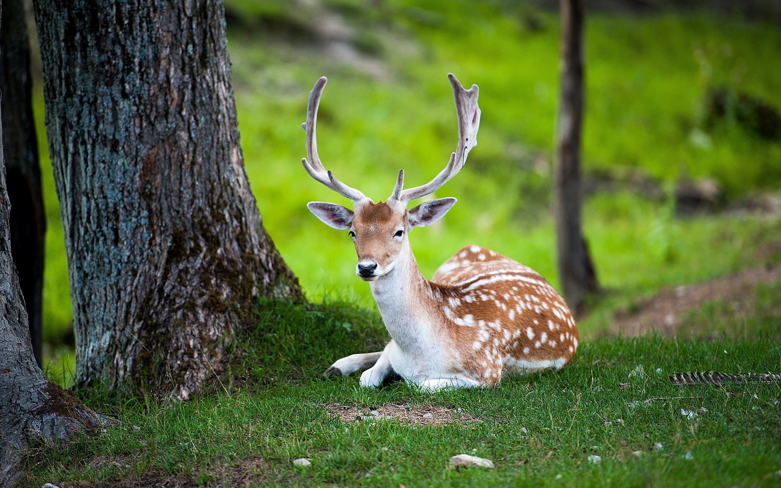 animals, color, deer, forest, to lie down, wood, lie, tree HD wallpaper