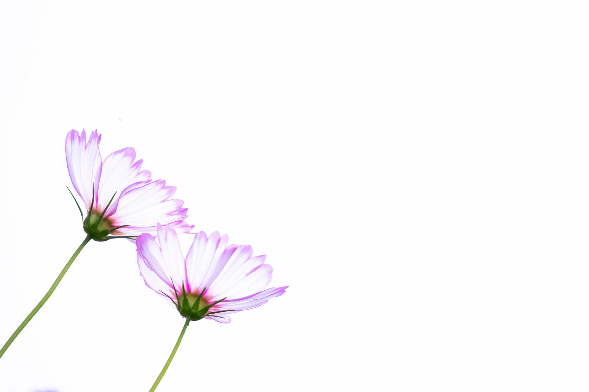Free download wallpaper Flowers, Kosmeya, Cosmos, Petals, Art, Vector on your PC desktop