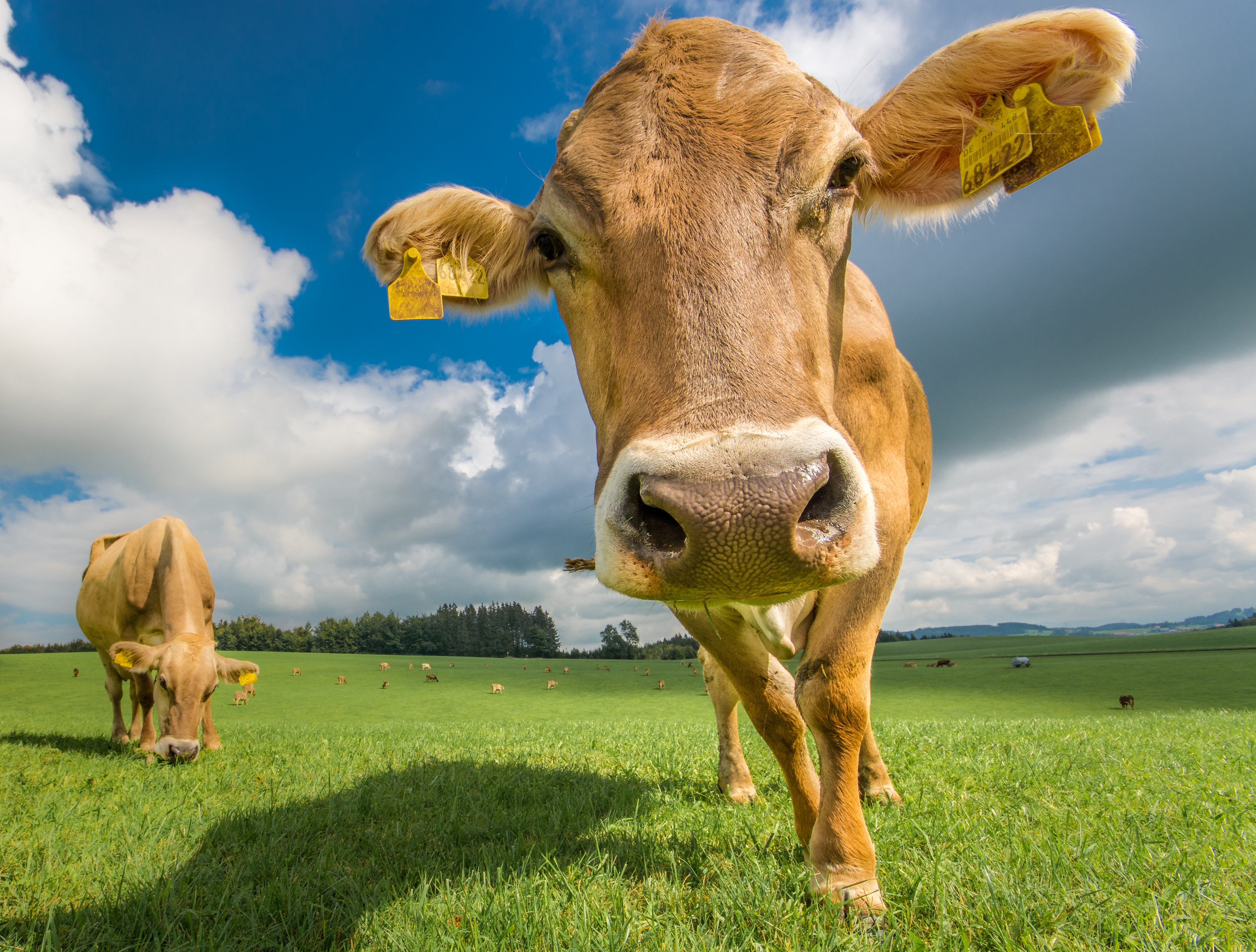 Descarga gratuita de fondo de pantalla para móvil de Animales, Vaca.