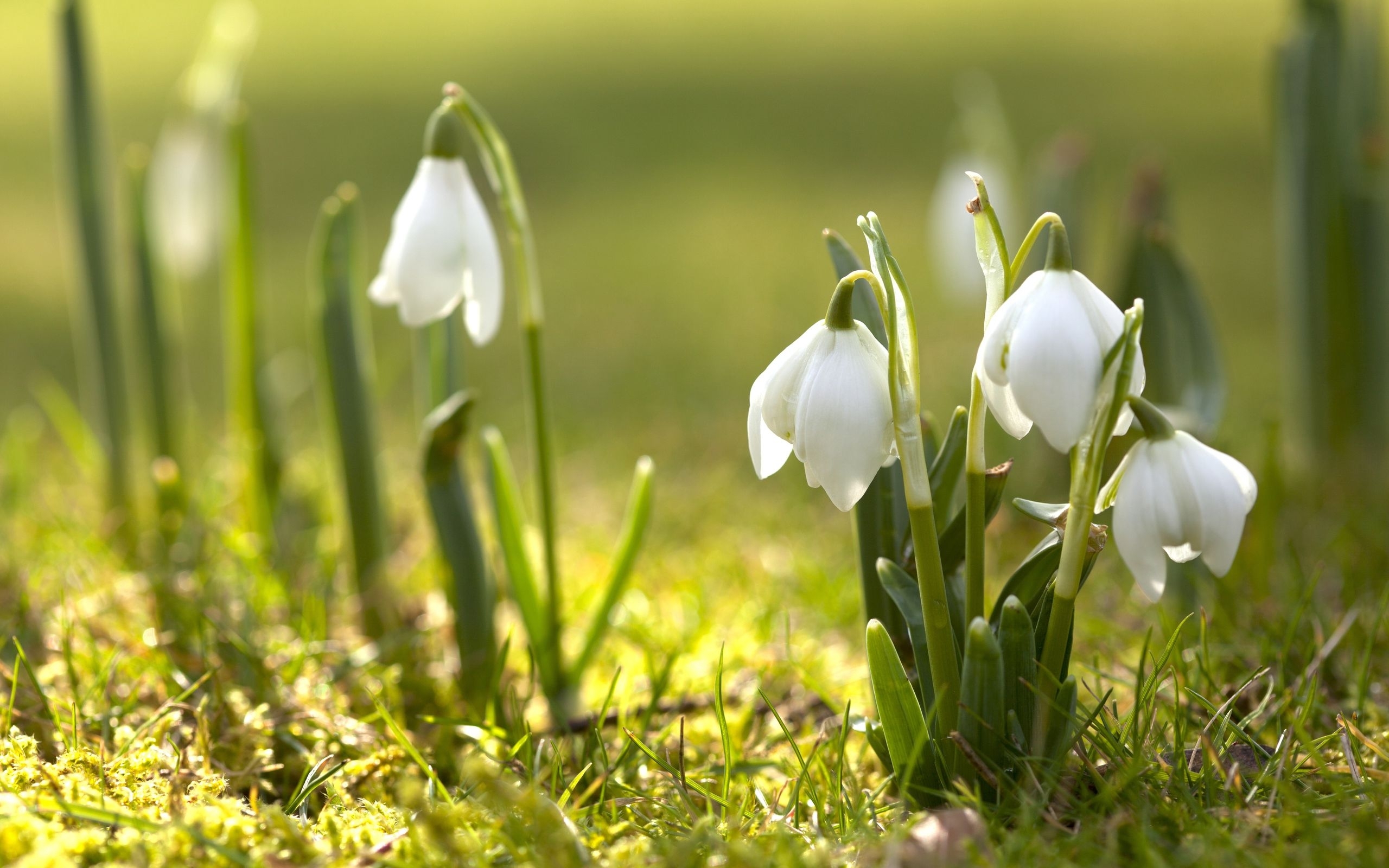 plants, flowers, snowdrops, yellow mobile wallpaper