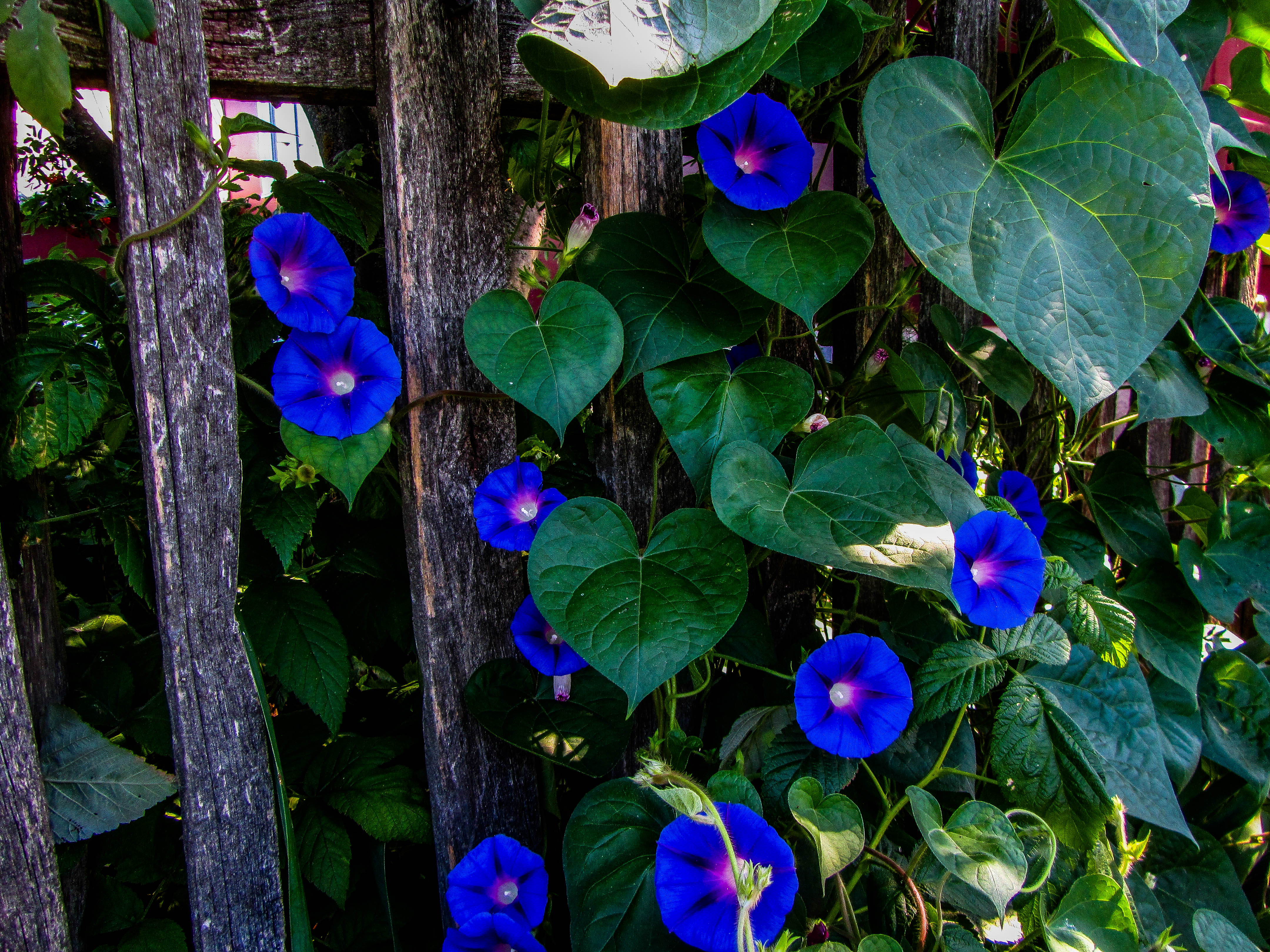 Téléchargez gratuitement l'image Fleurs, Fleur, Terre/nature sur le bureau de votre PC