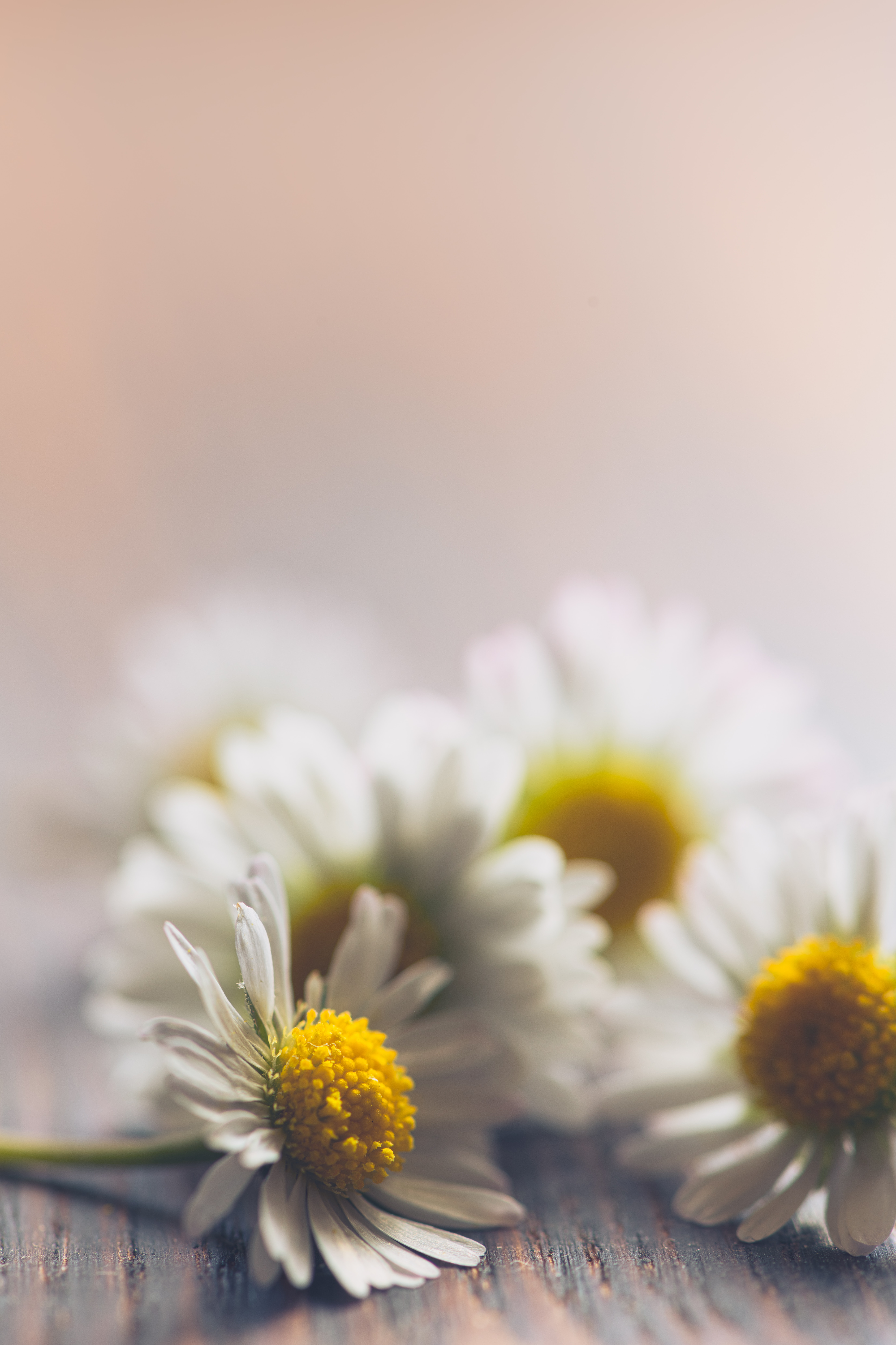 Laden Sie das Kamille, Makro, Blumen-Bild kostenlos auf Ihren PC-Desktop herunter