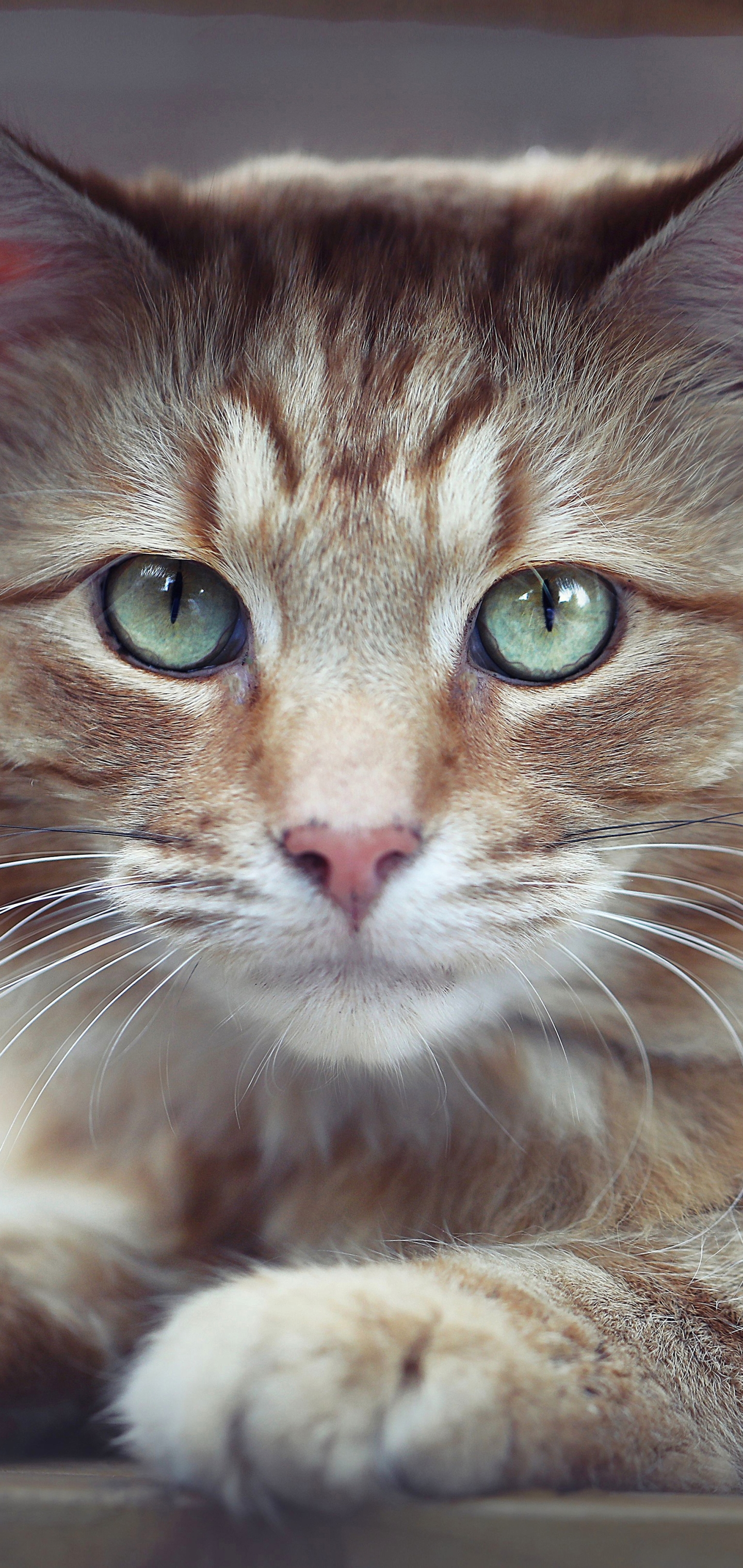 Download mobile wallpaper Cats, Cat, Animal, Stare for free.