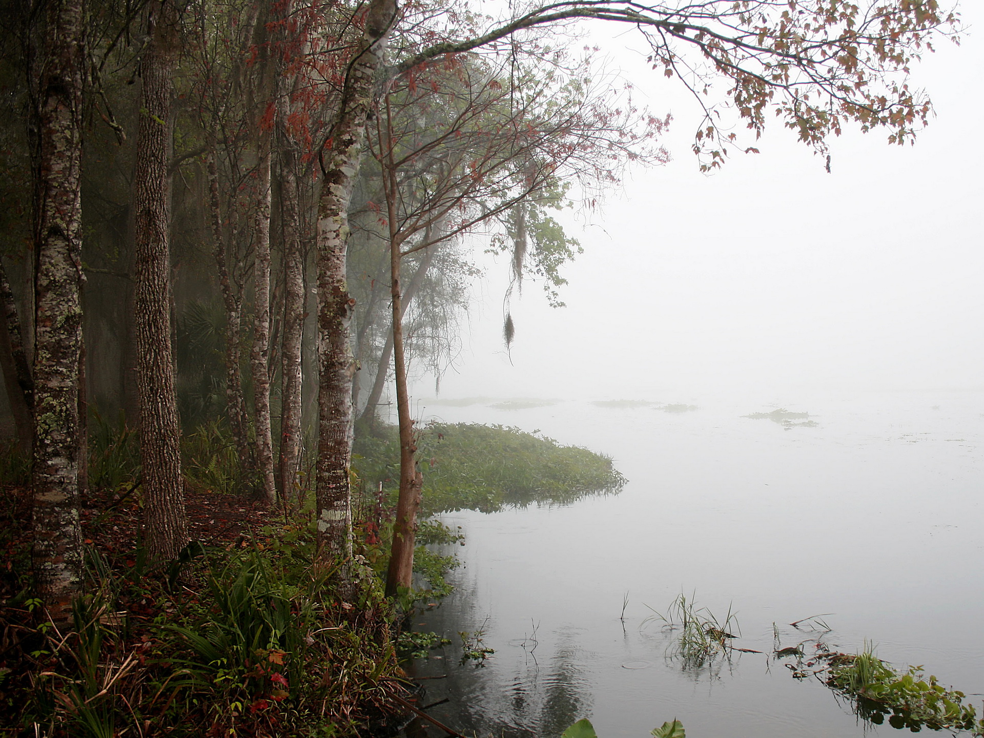 Скачать картинку Озеро, Туман, Земля/природа в телефон бесплатно.