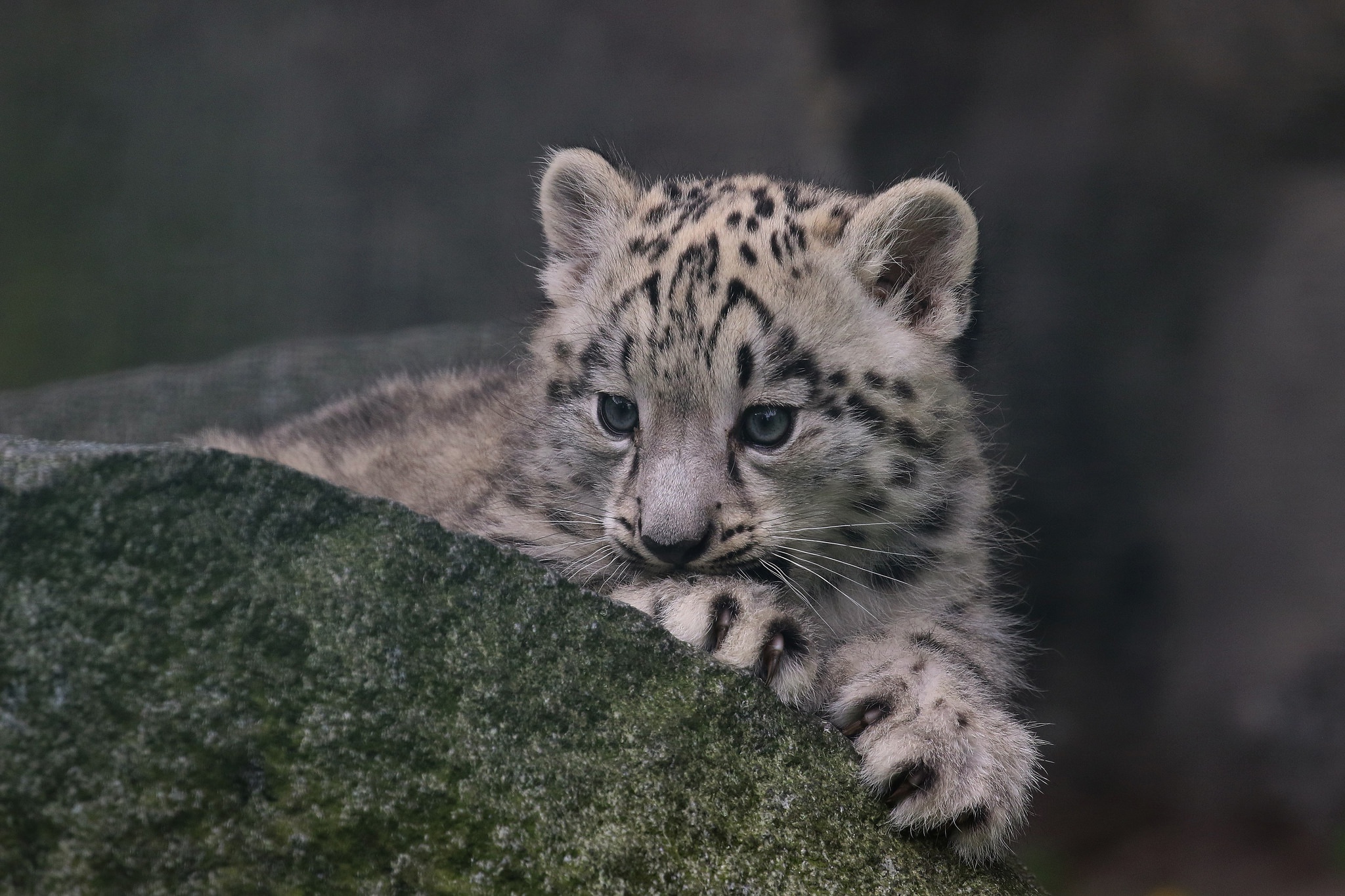 Baixe gratuitamente a imagem Animais, Gatos, Leopardo Das Neves, Animal Bebê, Filhote na área de trabalho do seu PC