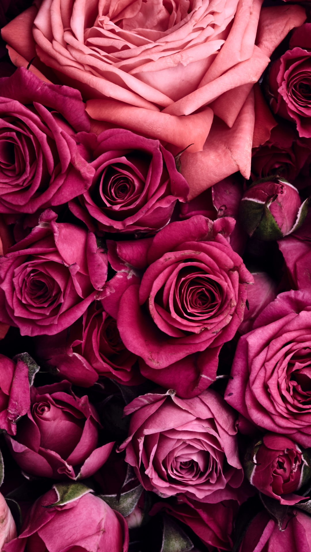 無料モバイル壁紙フラワーズ, 花, 薔薇, 地球, ピンクの花をダウンロードします。