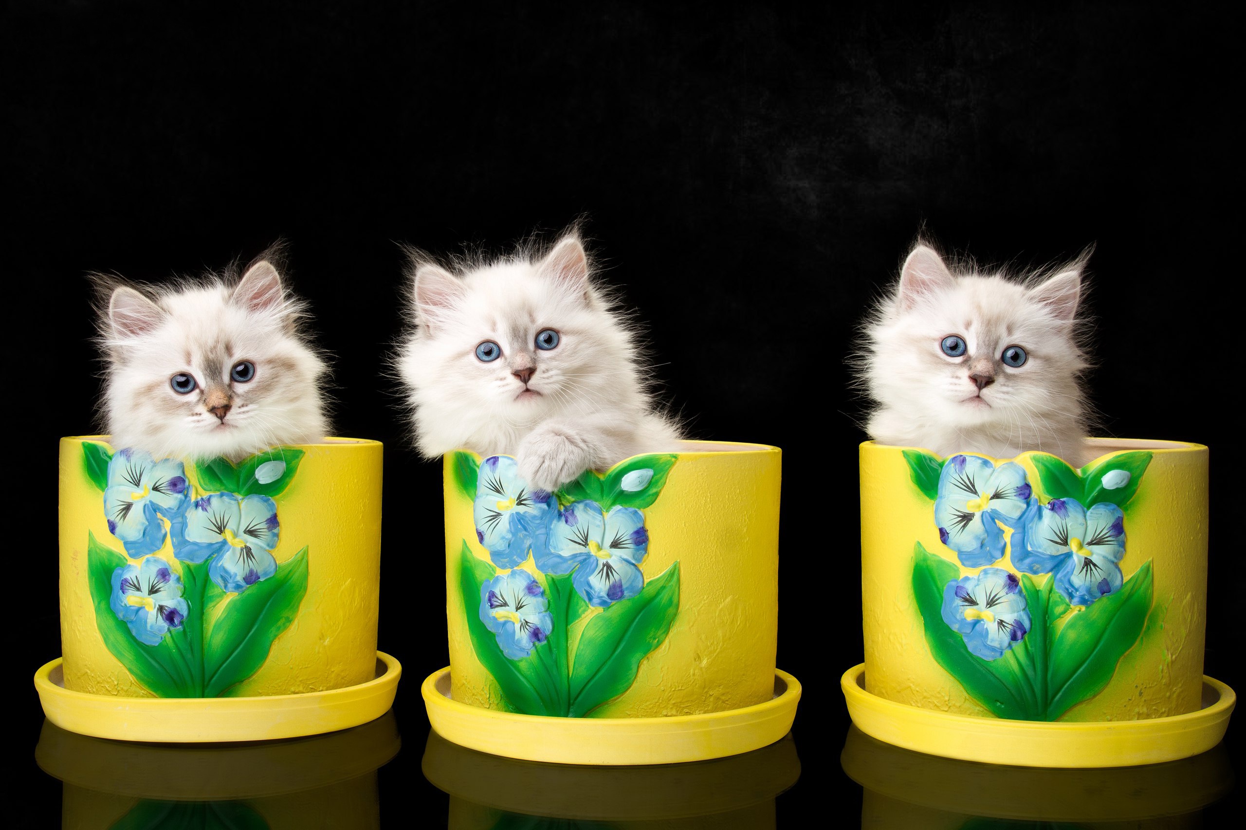 Free download wallpaper Cats, Cat, Kitten, Animal, Baby Animal on your PC desktop