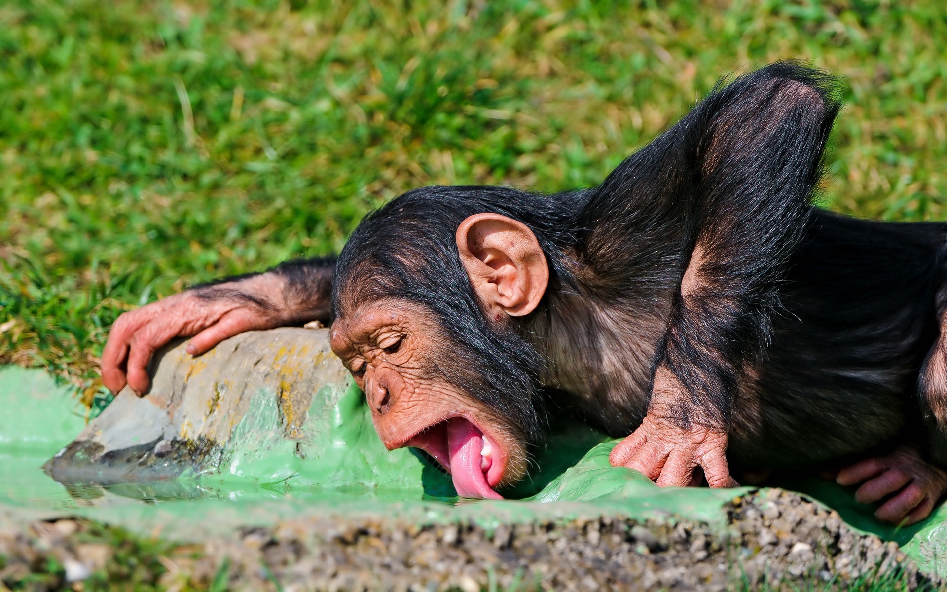 250168 Hintergrundbild herunterladen tiere, schimpanse, affen - Bildschirmschoner und Bilder kostenlos
