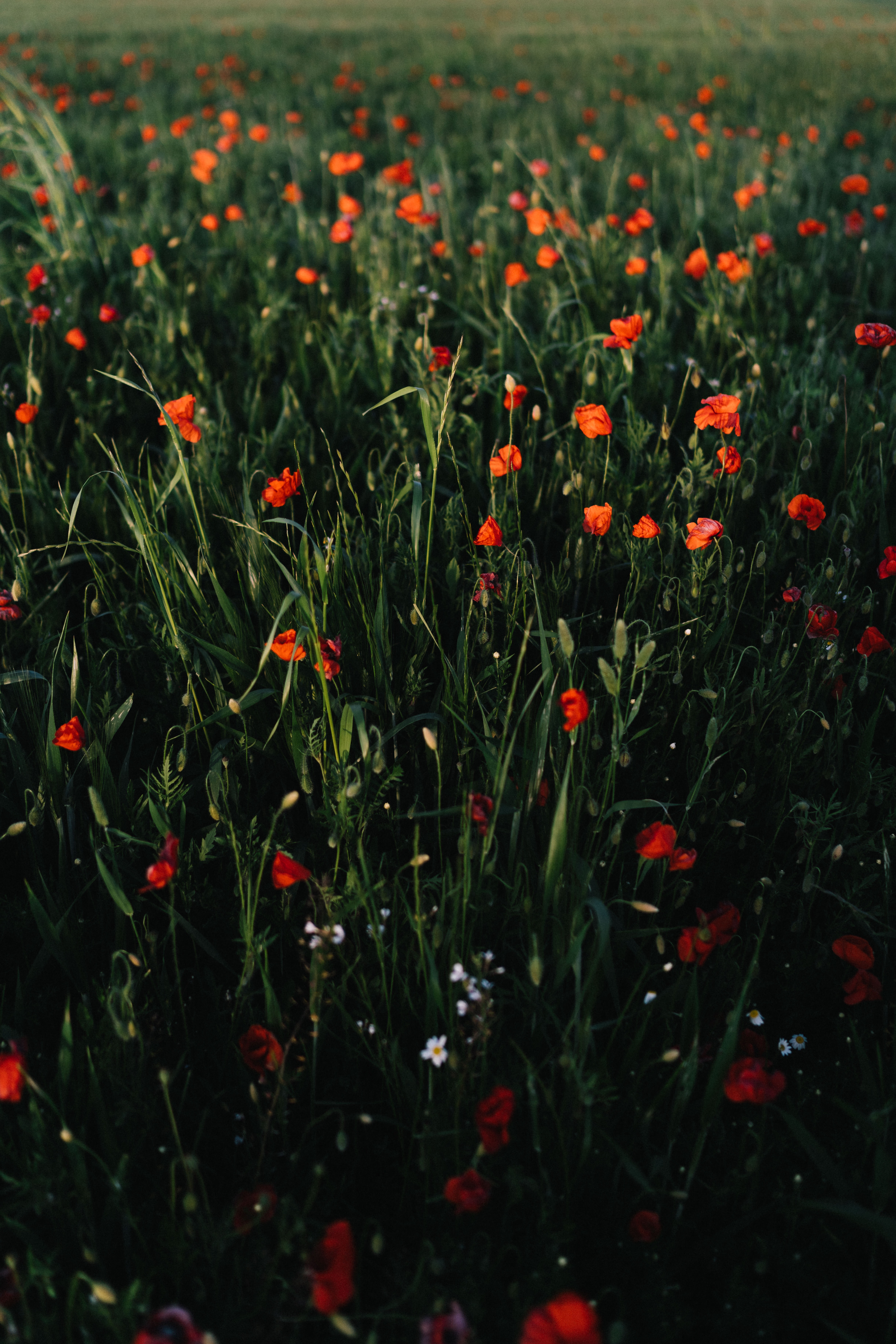 flowers, grass, poppies, field, spaciousness, scope