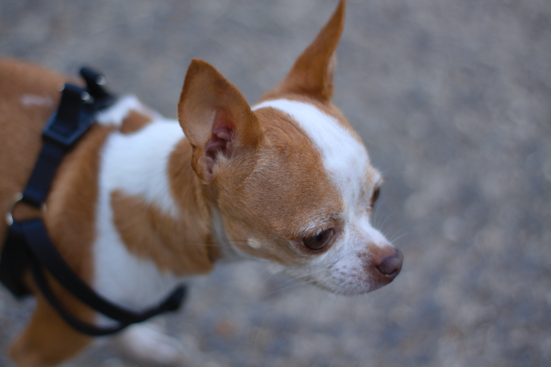 Handy-Wallpaper Tiere, Hunde, Hund, Bokeh, Chihuahua kostenlos herunterladen.