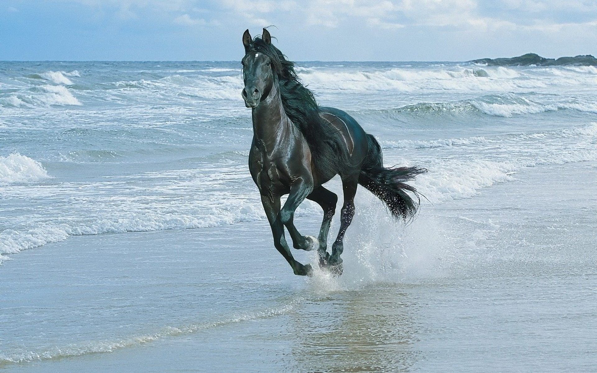 569122 descargar imagen caballo, animales: fondos de pantalla y protectores de pantalla gratis
