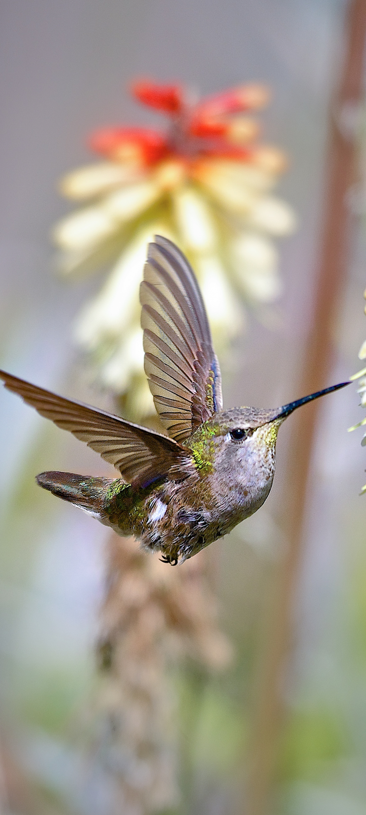 無料モバイル壁紙動物, 鳥, 花, フライト, ハチドリをダウンロードします。