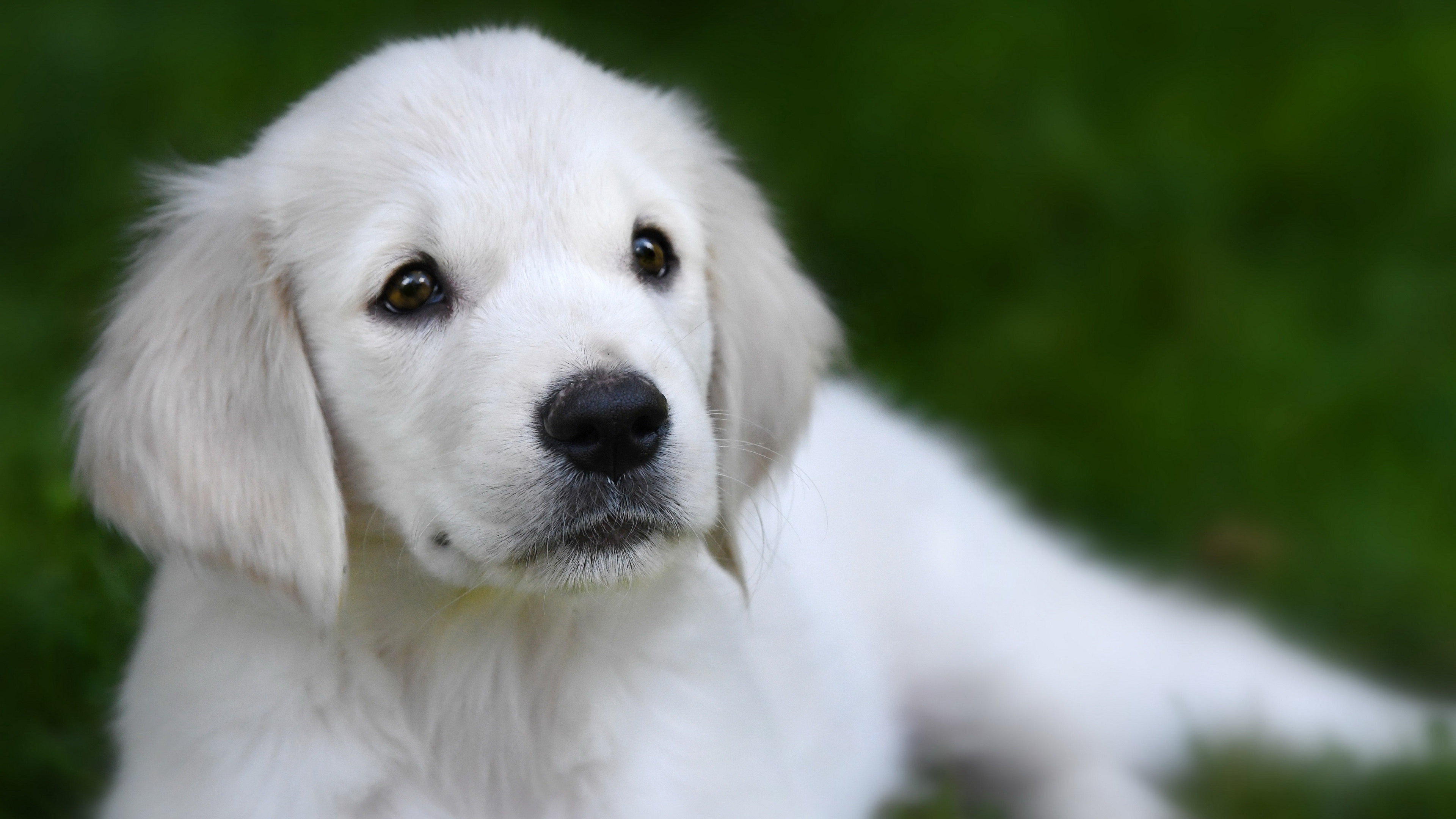 Laden Sie das Labrador Retriever, Welpen, Hunde, Hund, Tiere-Bild kostenlos auf Ihren PC-Desktop herunter