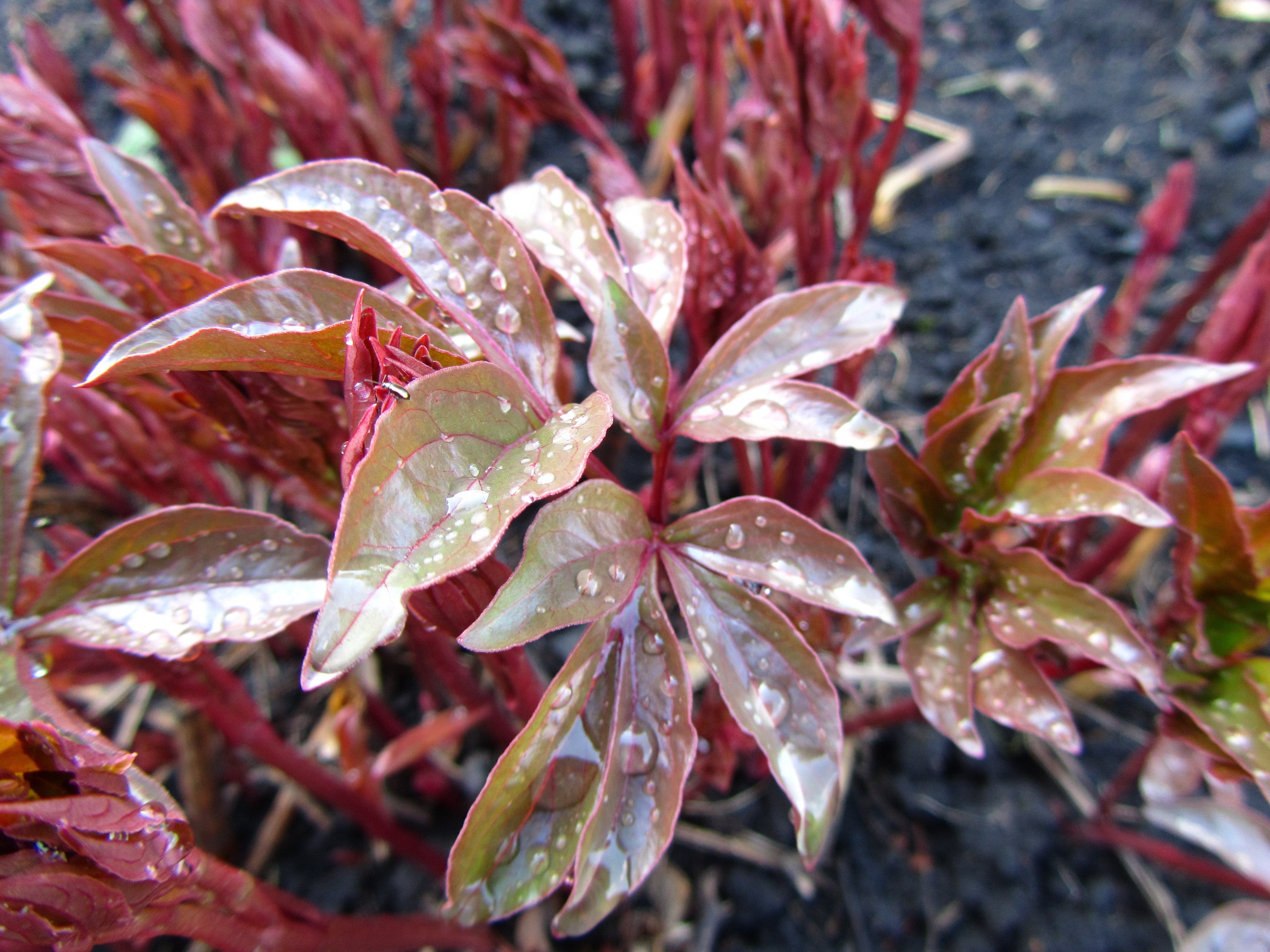 Descarga gratis la imagen Planta, Tierra/naturaleza en el escritorio de tu PC