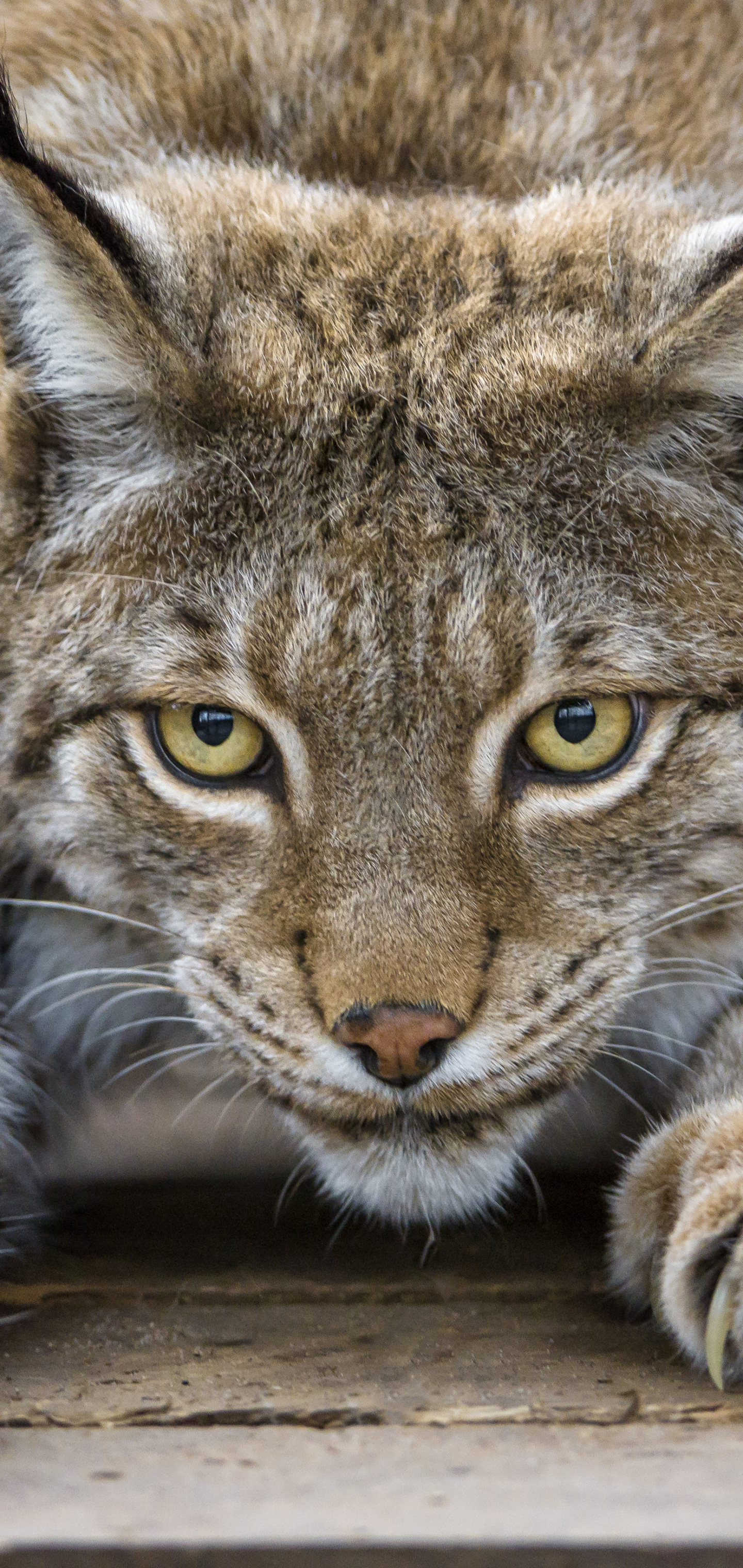 Handy-Wallpaper Tiere, Katzen, Luchs kostenlos herunterladen.