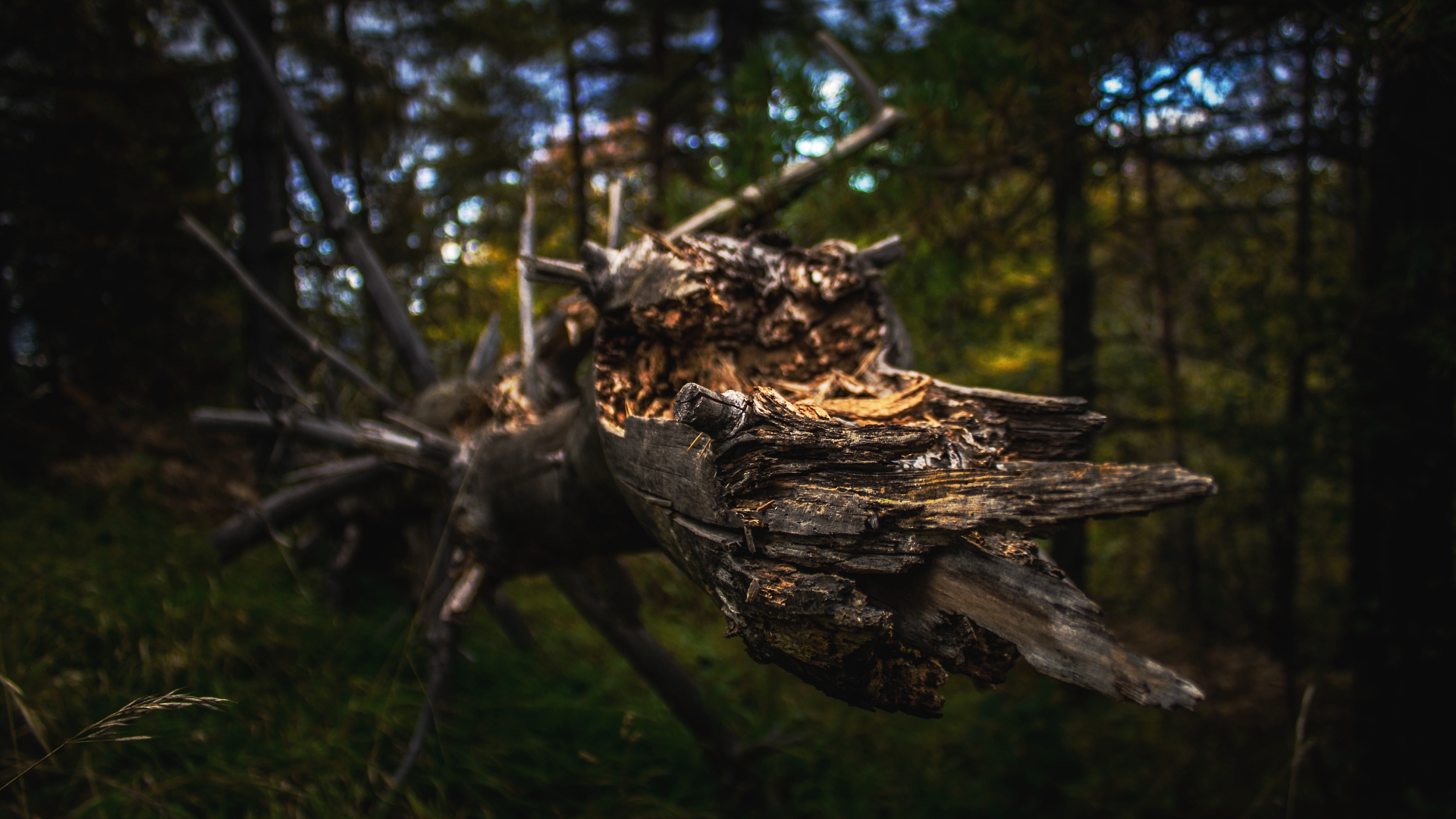 Handy-Wallpaper Natur, Holz, Baum, Erde/natur kostenlos herunterladen.