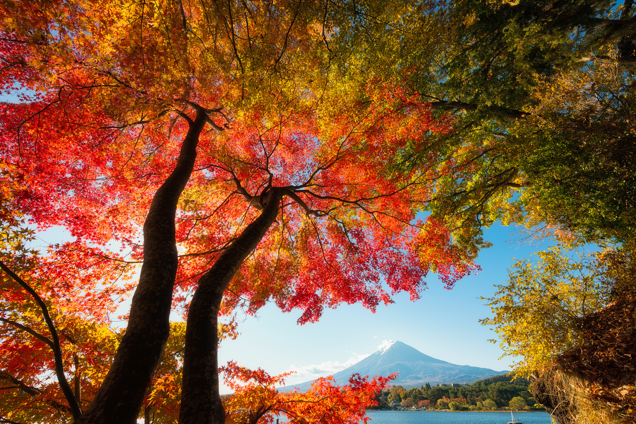 Скачать картинку Деревья, Небо, Осень, Дерево, Ветка, Япония, Фудзияма, Земля/природа в телефон бесплатно.