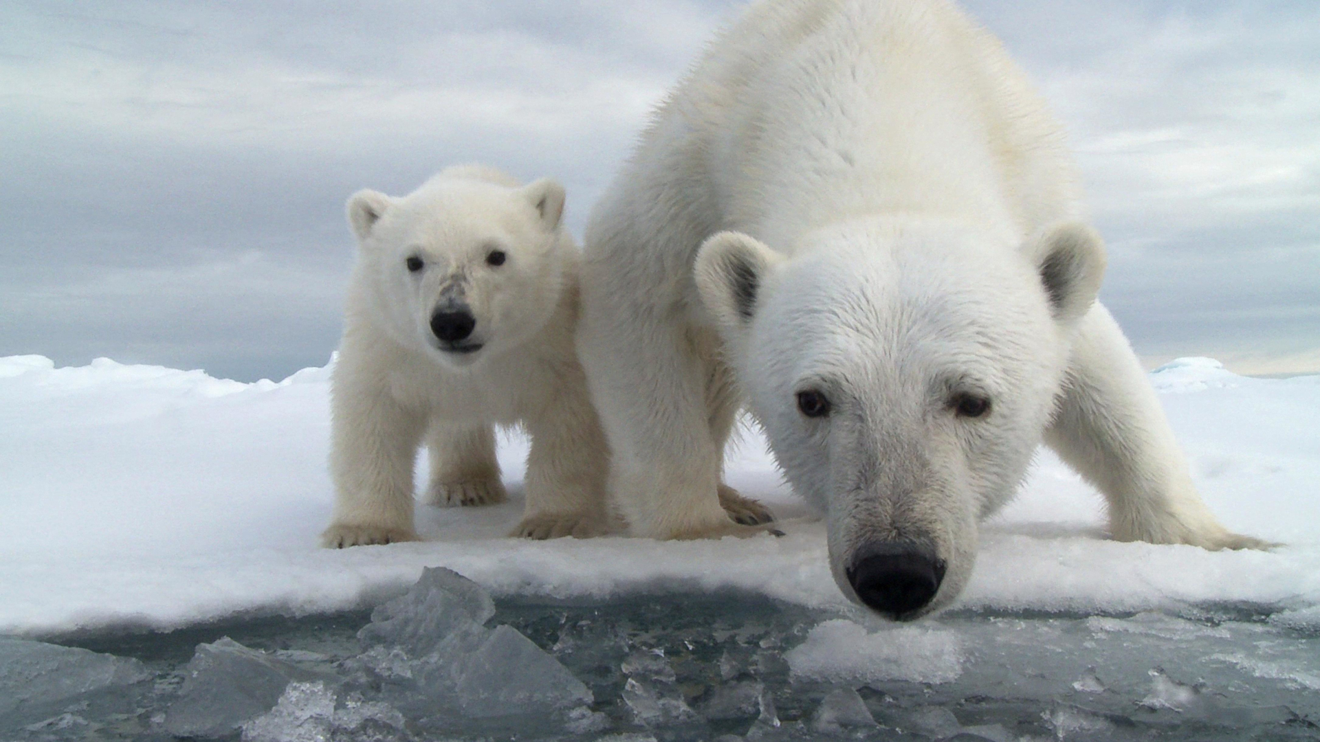 Free download wallpaper Bears, Animal, Polar Bear, Baby Animal on your PC desktop