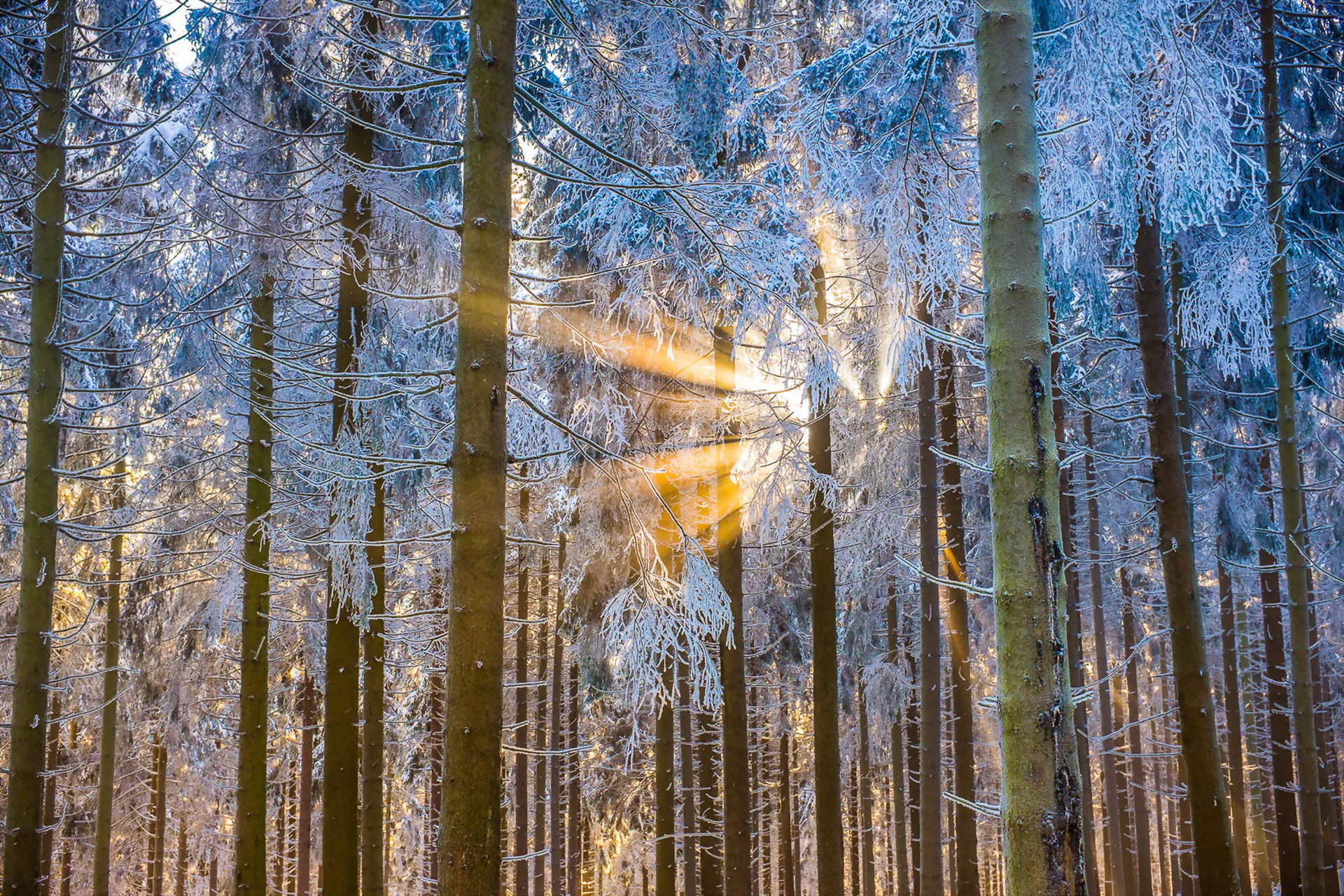 Download mobile wallpaper Winter, Nature, Forest, Tree, Earth, Sunbeam for free.