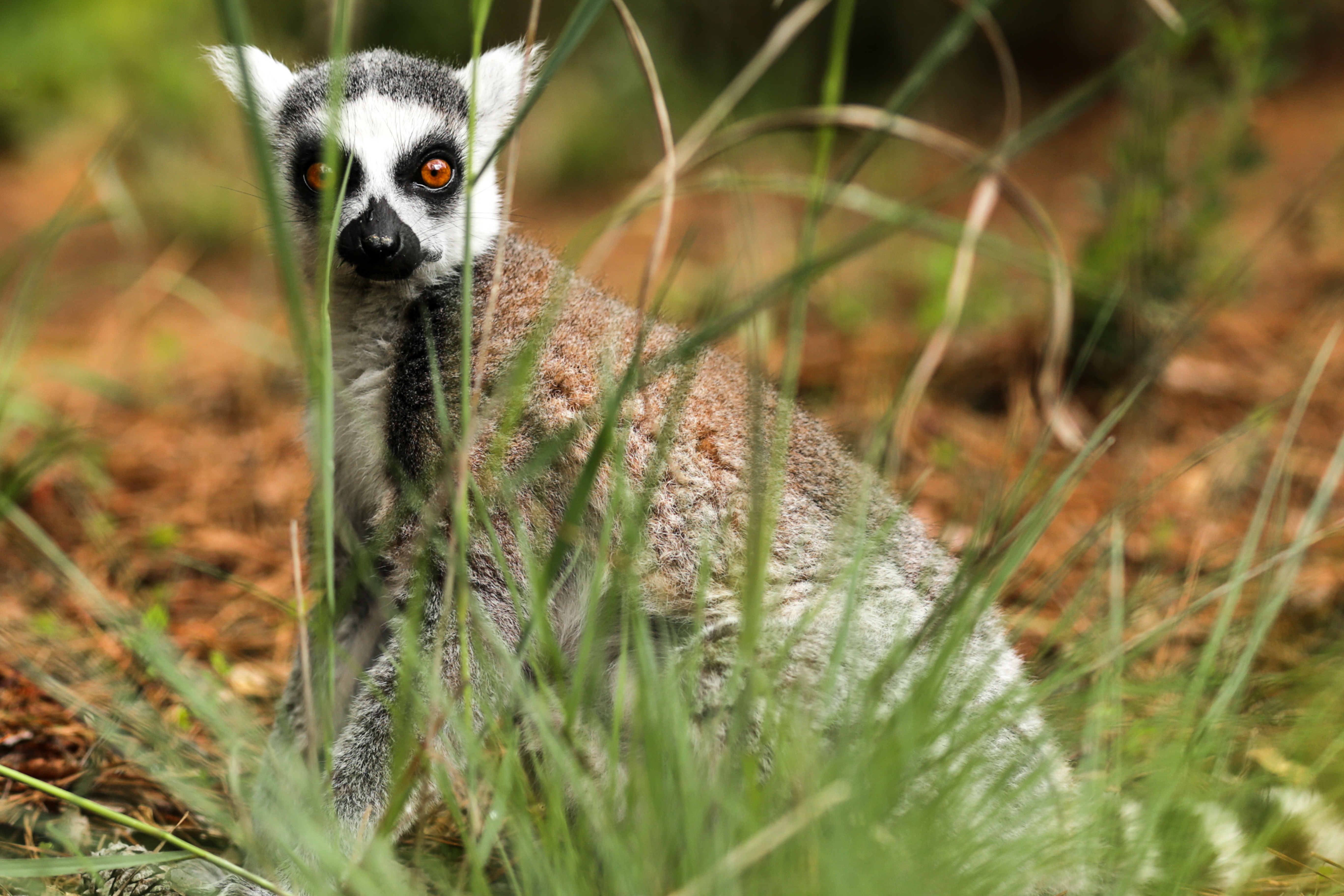 Laden Sie das Tiere, Lemur, Primas, Affen-Bild kostenlos auf Ihren PC-Desktop herunter