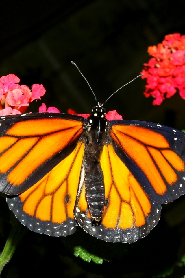 Descarga gratuita de fondo de pantalla para móvil de Animales, Mariposa.