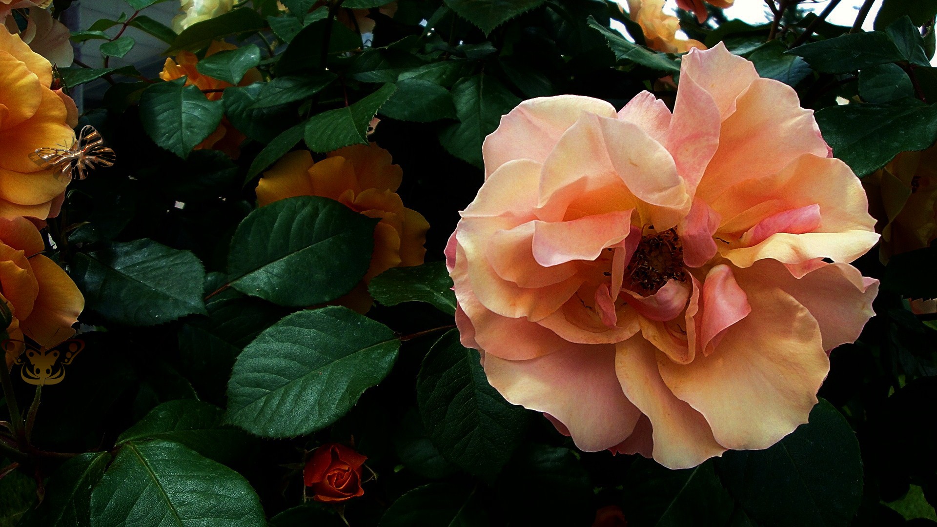 Descarga gratis la imagen Flores, Rosa, Flor, De Cerca, Pétalo, Tierra/naturaleza, Flor Naranja en el escritorio de tu PC