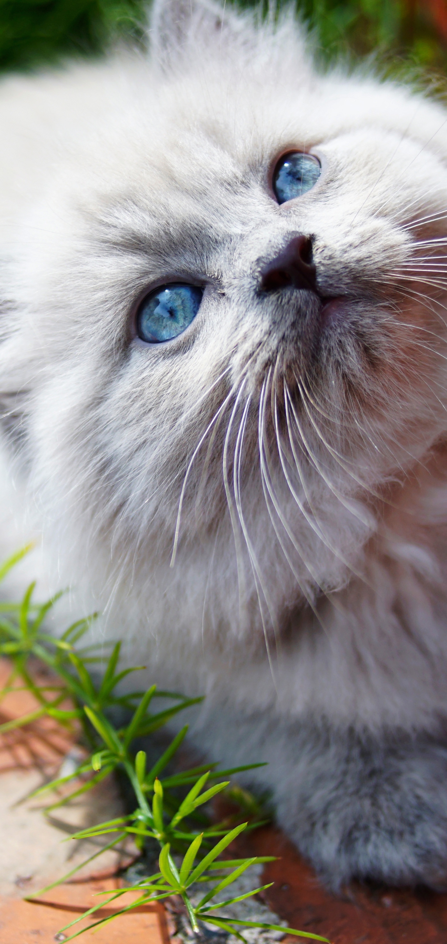 Baixe gratuitamente a imagem Animais, Gatos, Gato na área de trabalho do seu PC