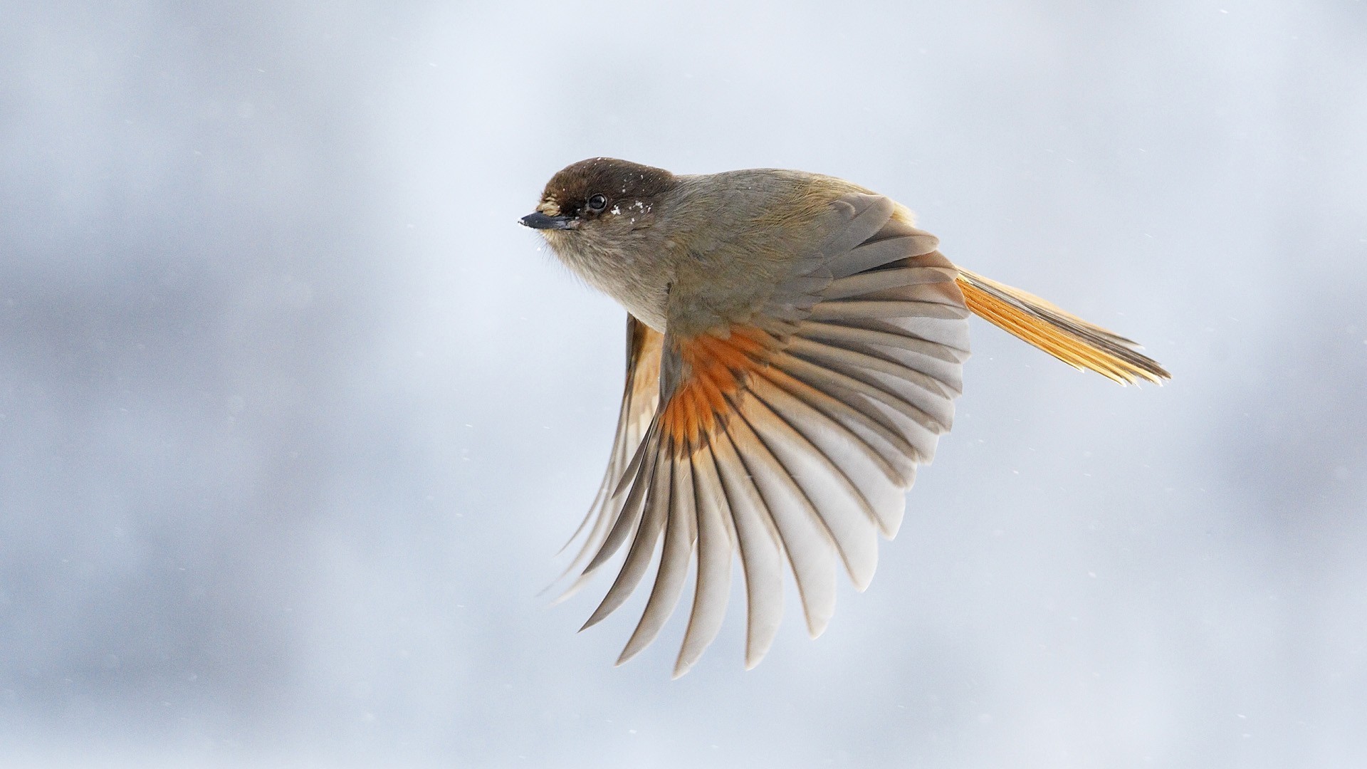 Téléchargez gratuitement l'image Animaux, Oiseau sur le bureau de votre PC