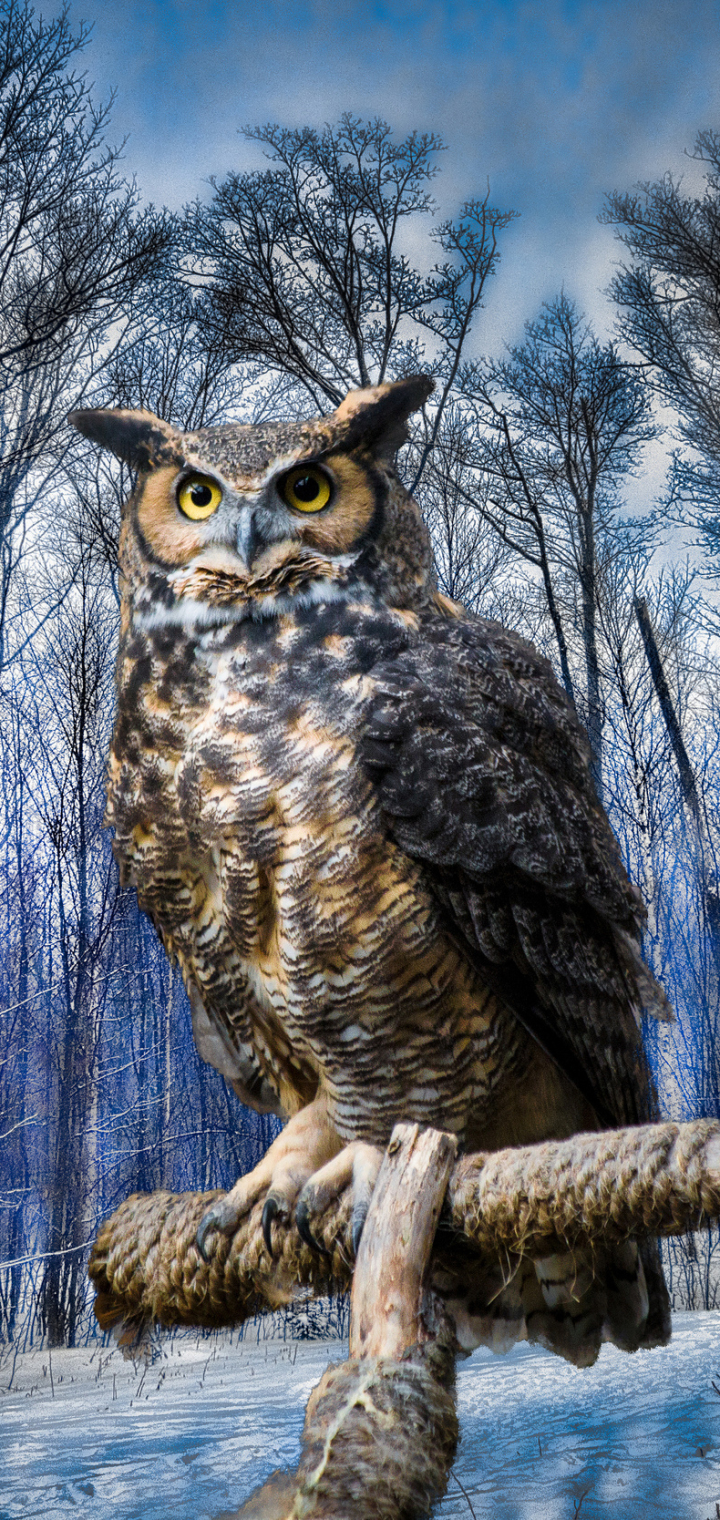 Download mobile wallpaper Winter, Birds, Owl, Bird, Tree, Animal for free.