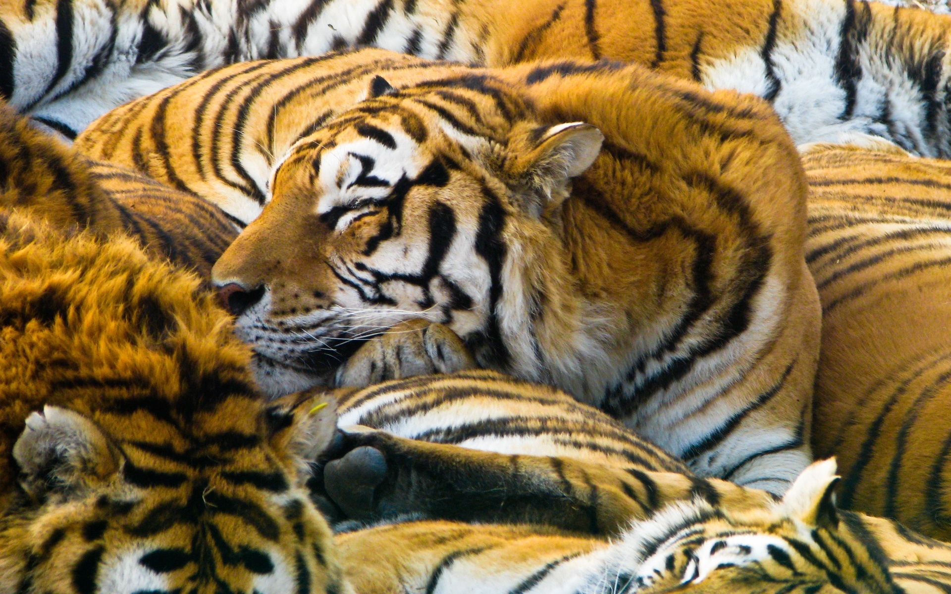 Download mobile wallpaper Cats, Tiger, Animal for free.