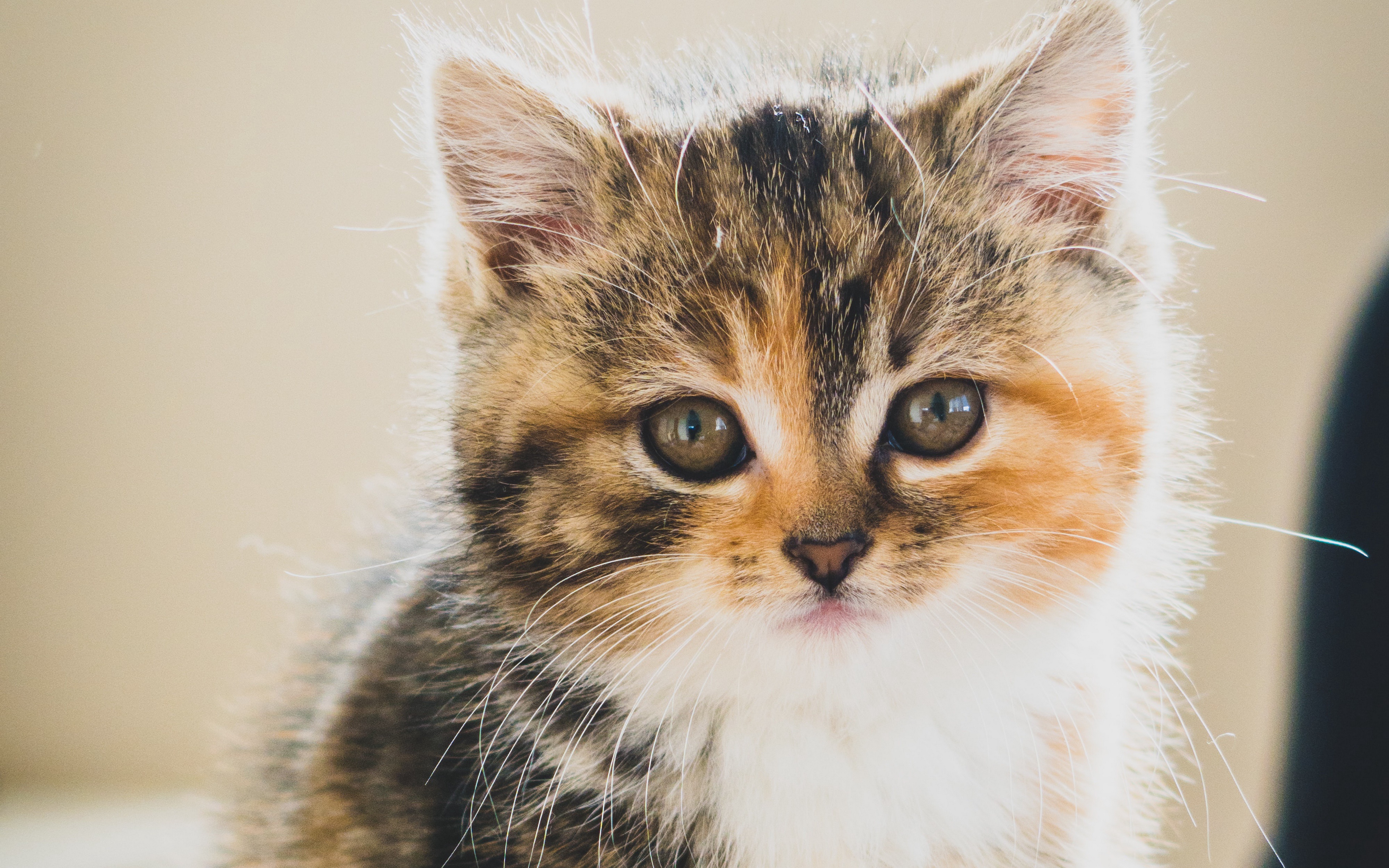 Téléchargez gratuitement l'image Animaux, Chats, Chat, Chaton, Bébé Animal sur le bureau de votre PC