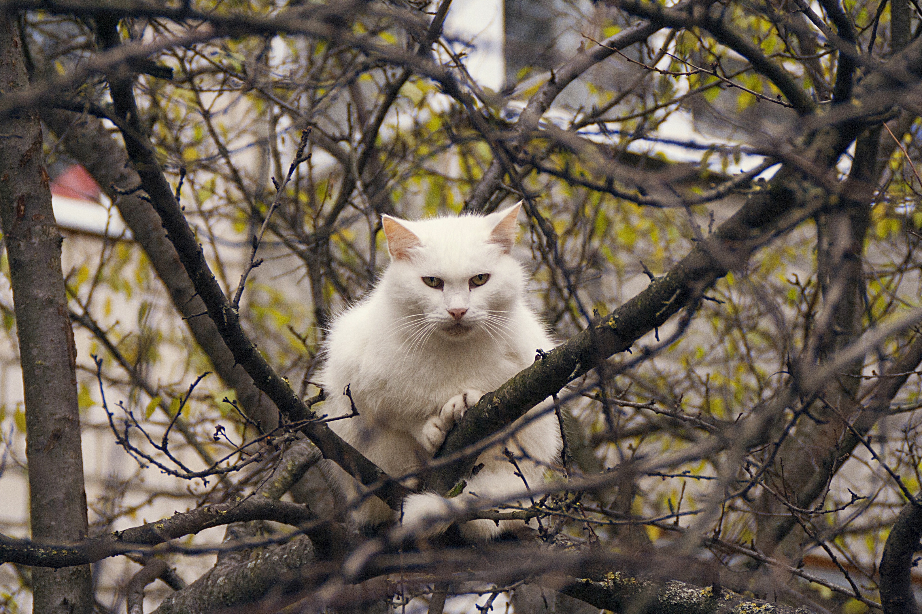 Baixar papel de parede para celular de Animais, Gatos, Gato gratuito.