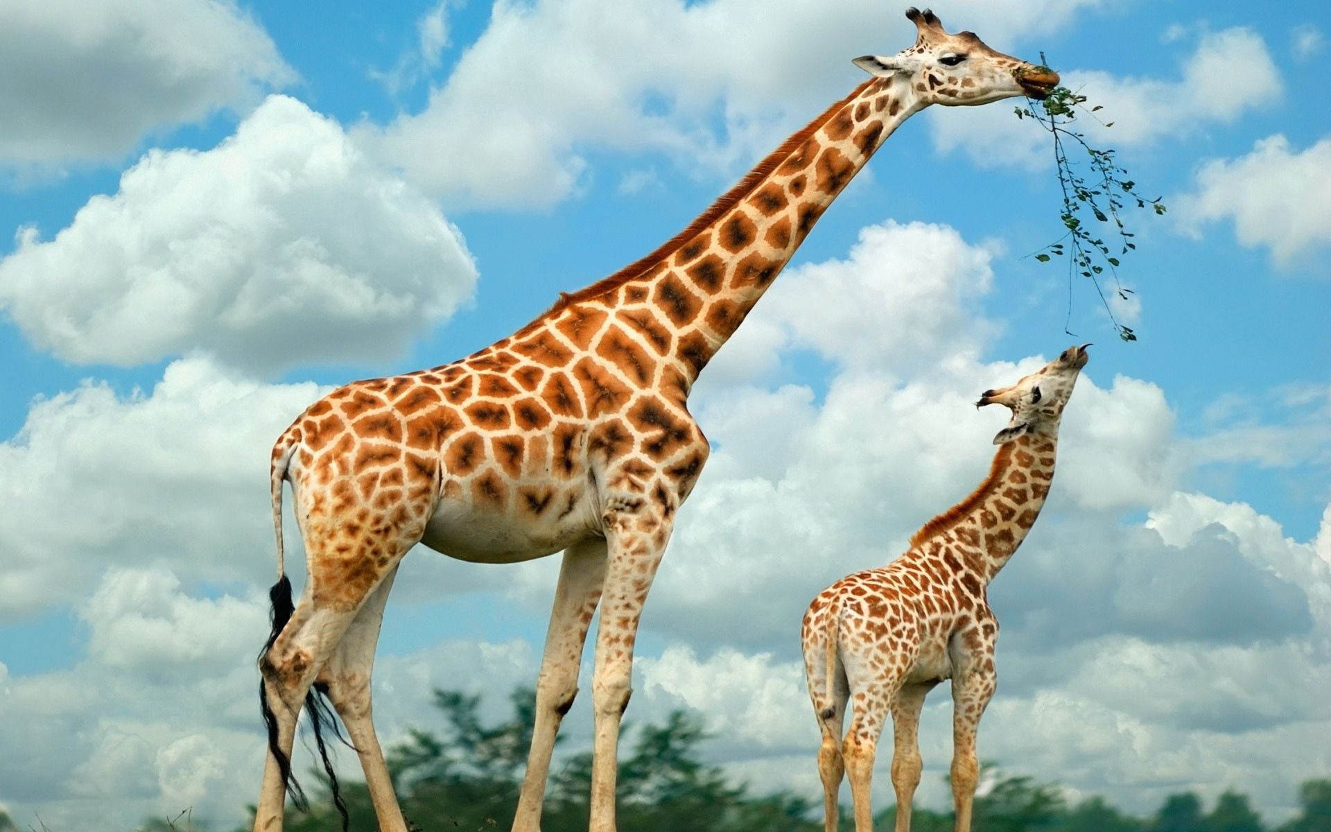 Скачать обои бесплатно Прогулка, Природа, Животные, Еда, Жираф картинка на рабочий стол ПК