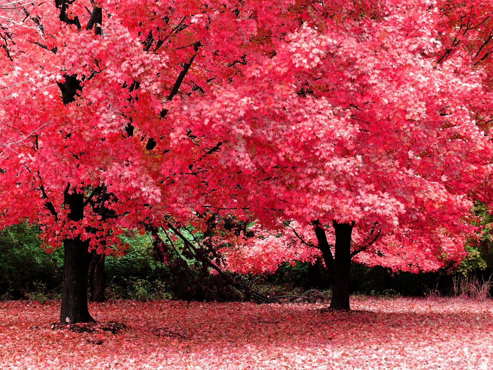 Free download wallpaper Trees, Landscape, Autumn on your PC desktop