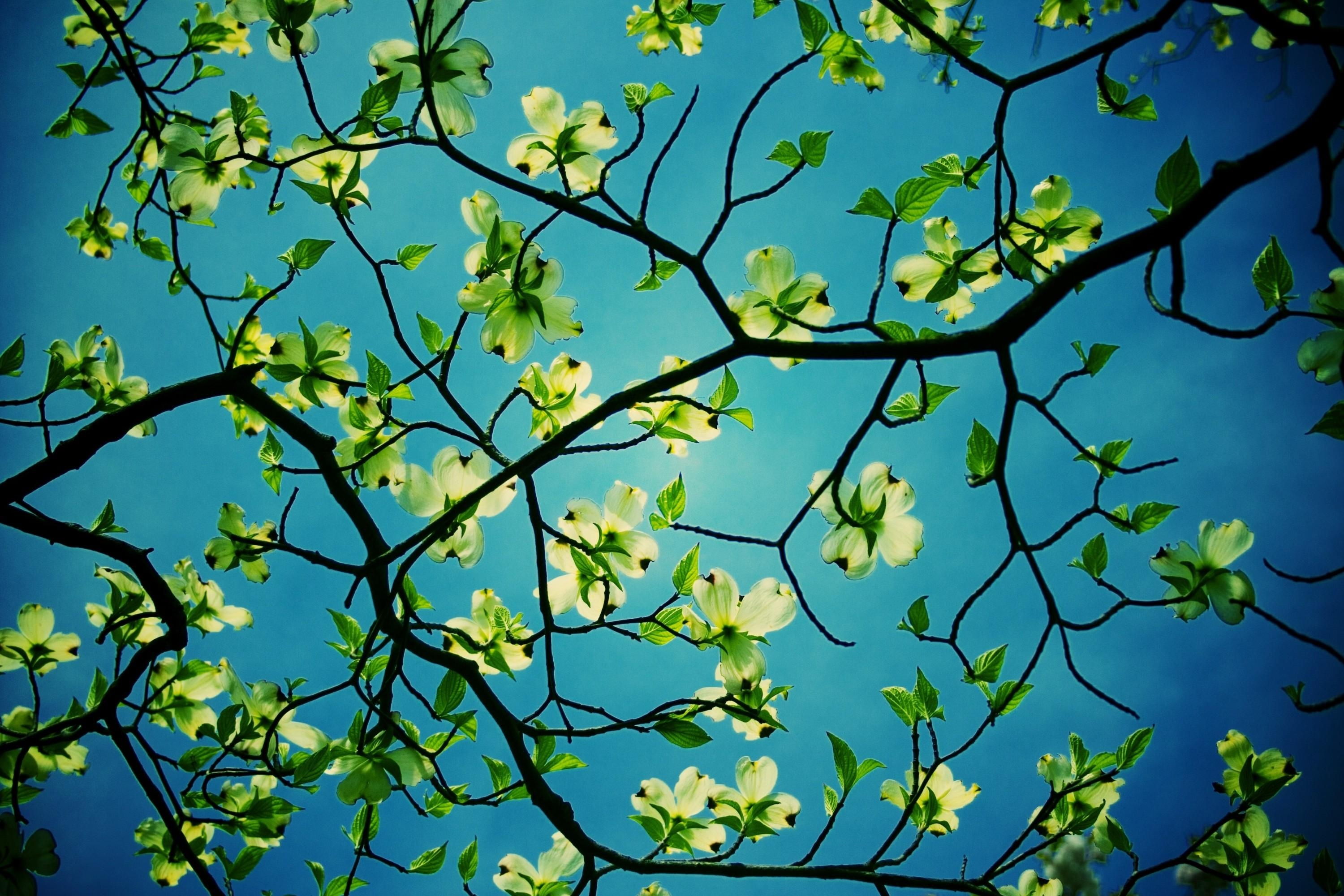 Download mobile wallpaper Sky, Leaf, Branch, Earth for free.