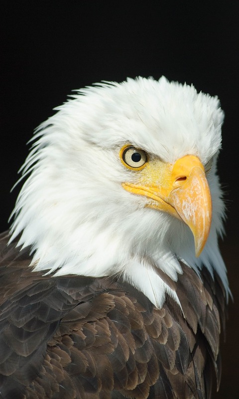 Download mobile wallpaper Birds, Bird, Animal, Bald Eagle for free.