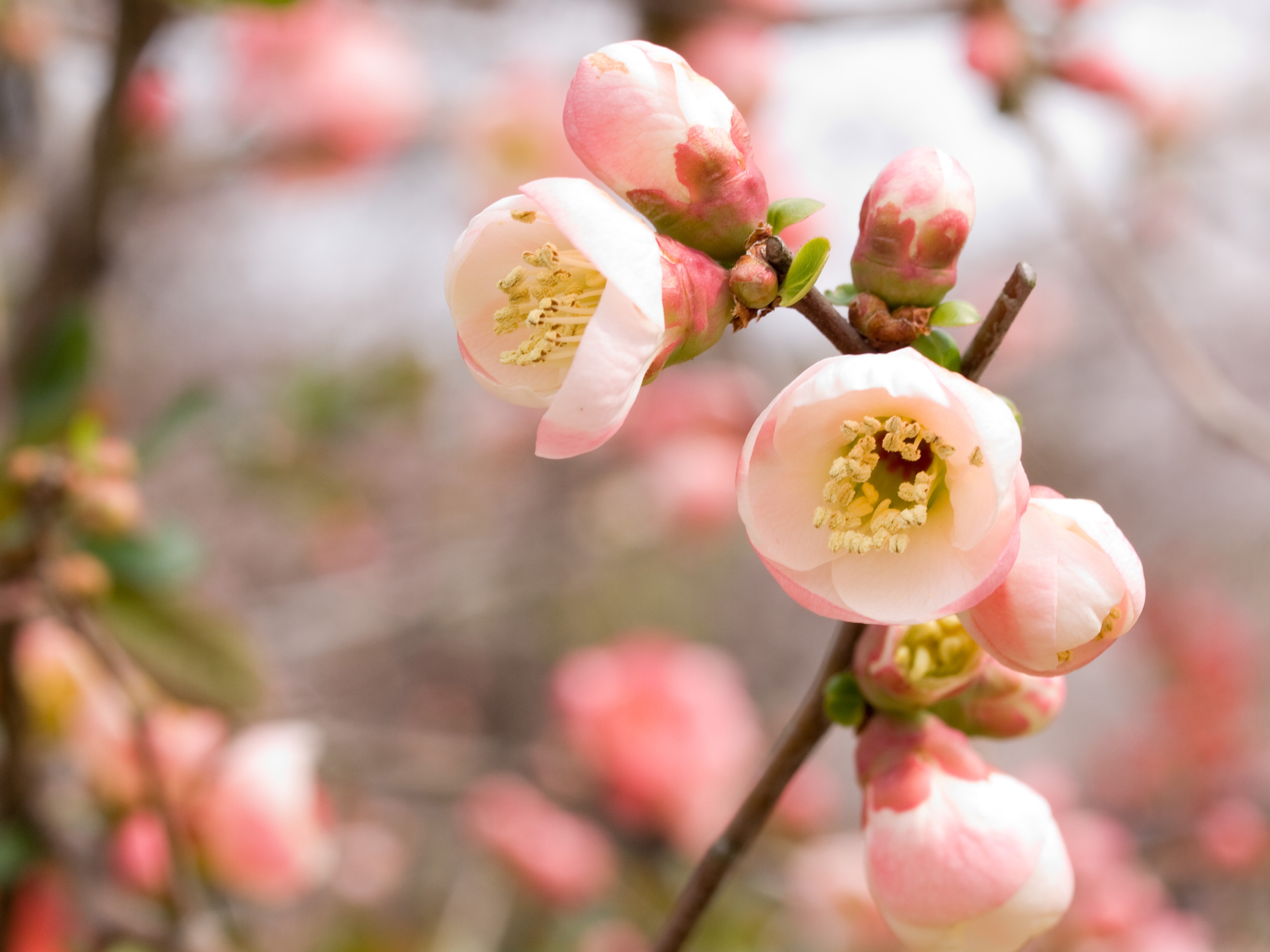 89481壁紙のダウンロードフラワーズ, ピンク, 大きい, マクロ, 咲く, 開花, リンゴの木-スクリーンセーバーと写真を無料で