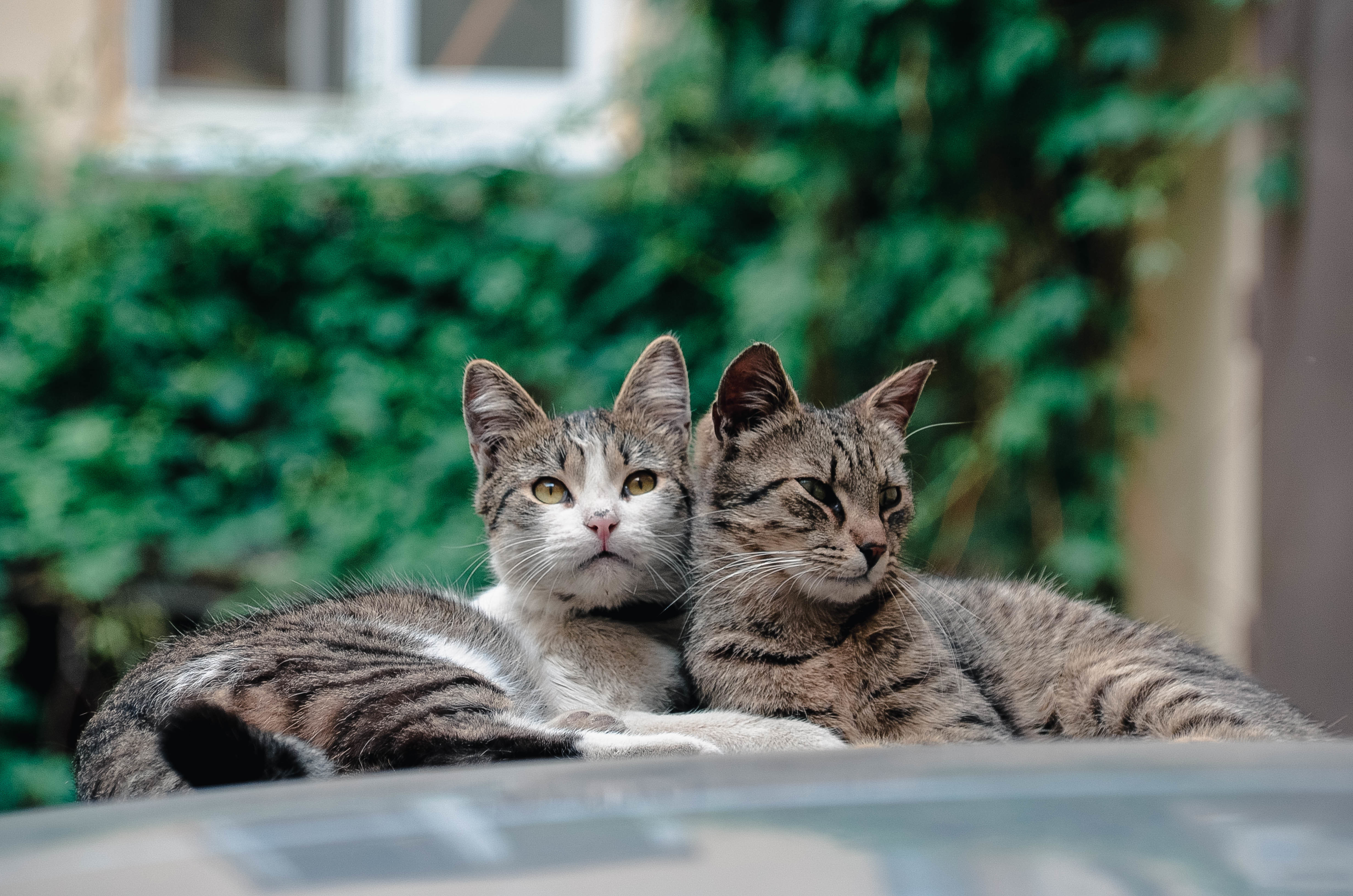 Laden Sie das Katze, Katzen, Tiere-Bild kostenlos auf Ihren PC-Desktop herunter