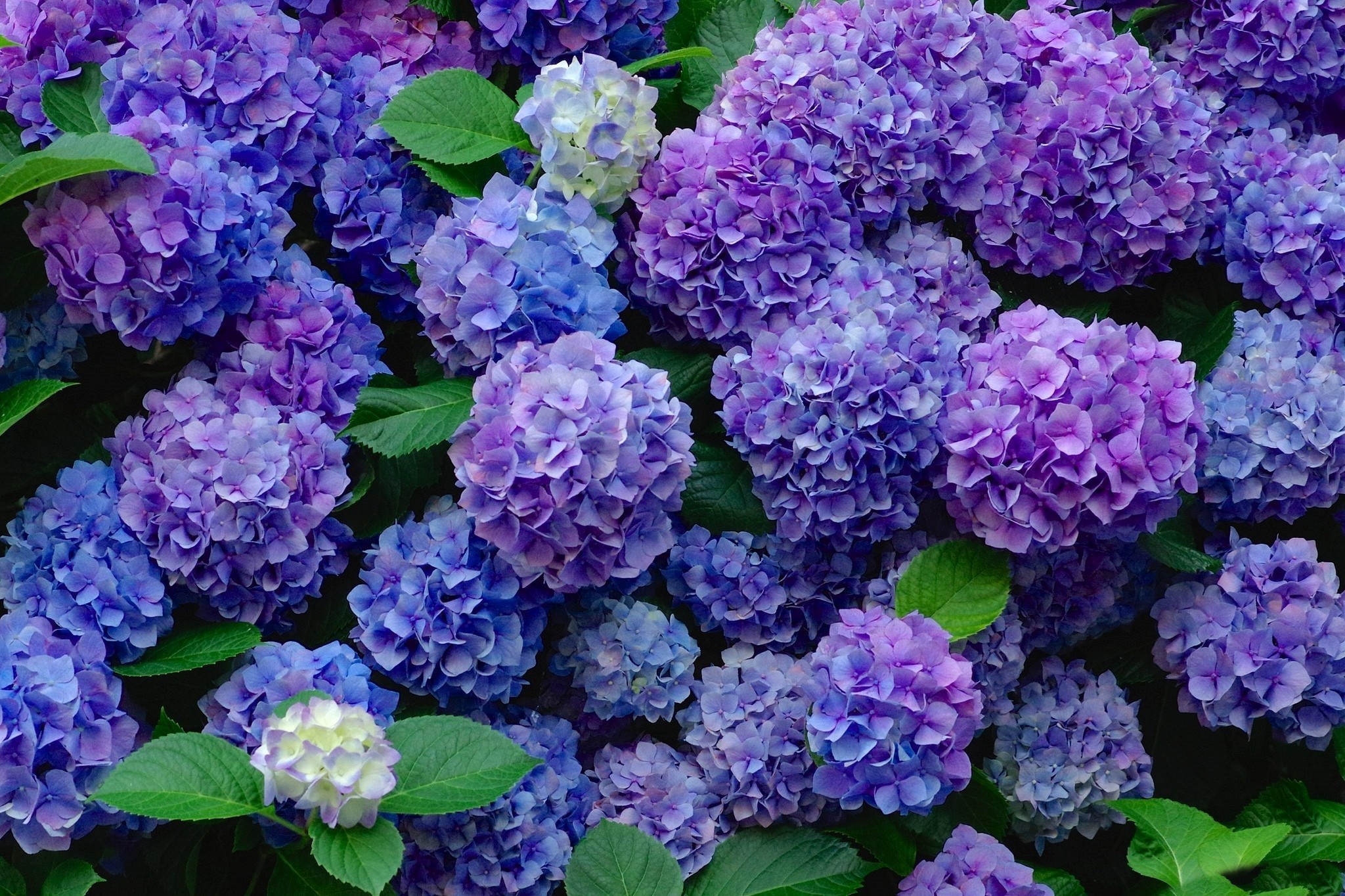385522 завантажити картинку гортензія, земля, синя квітка, квітка, фіолетова квітка, флауерзи - шпалери і заставки безкоштовно