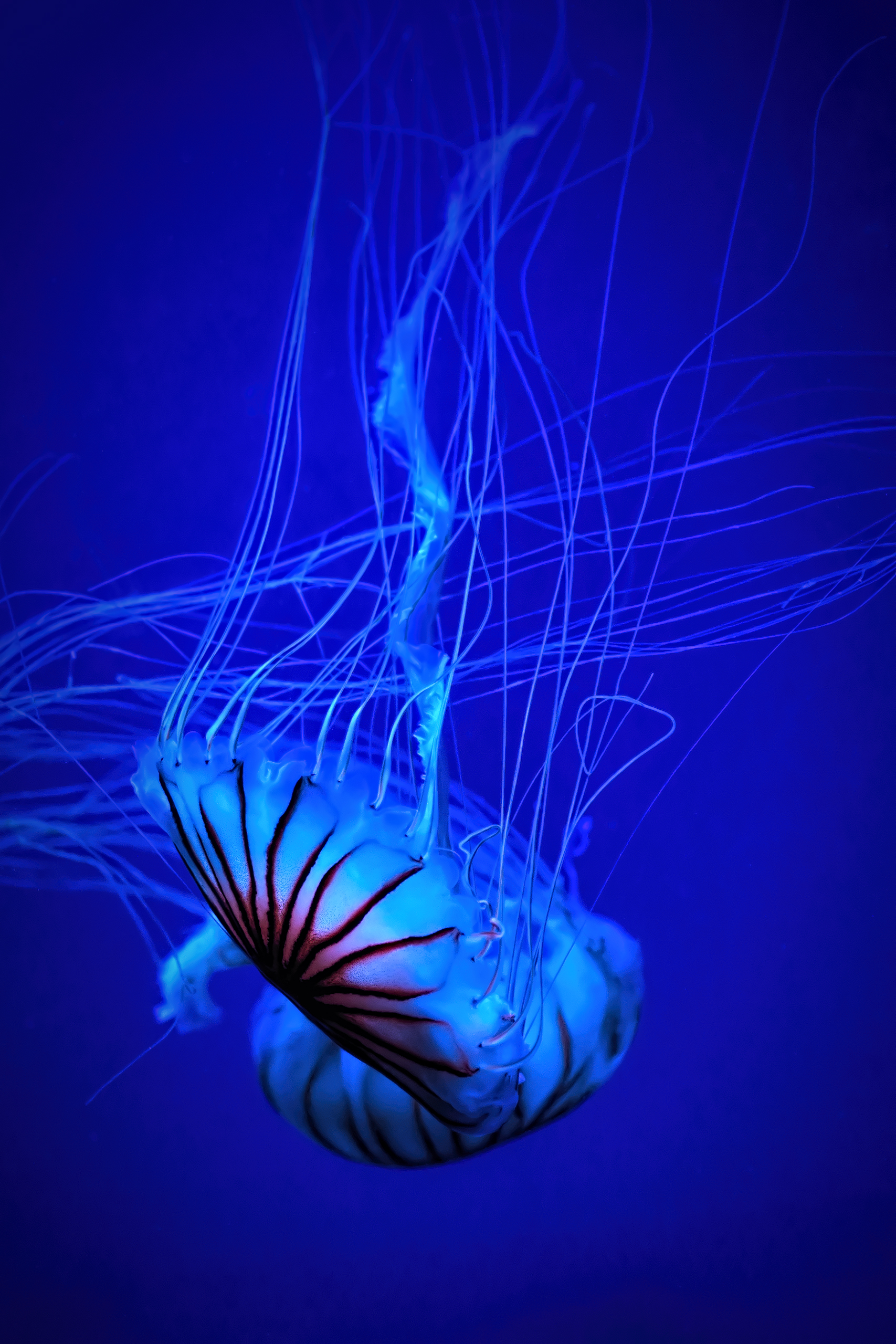 Free download wallpaper Animals, Beautiful, Tentacle, Water, Jellyfish on your PC desktop