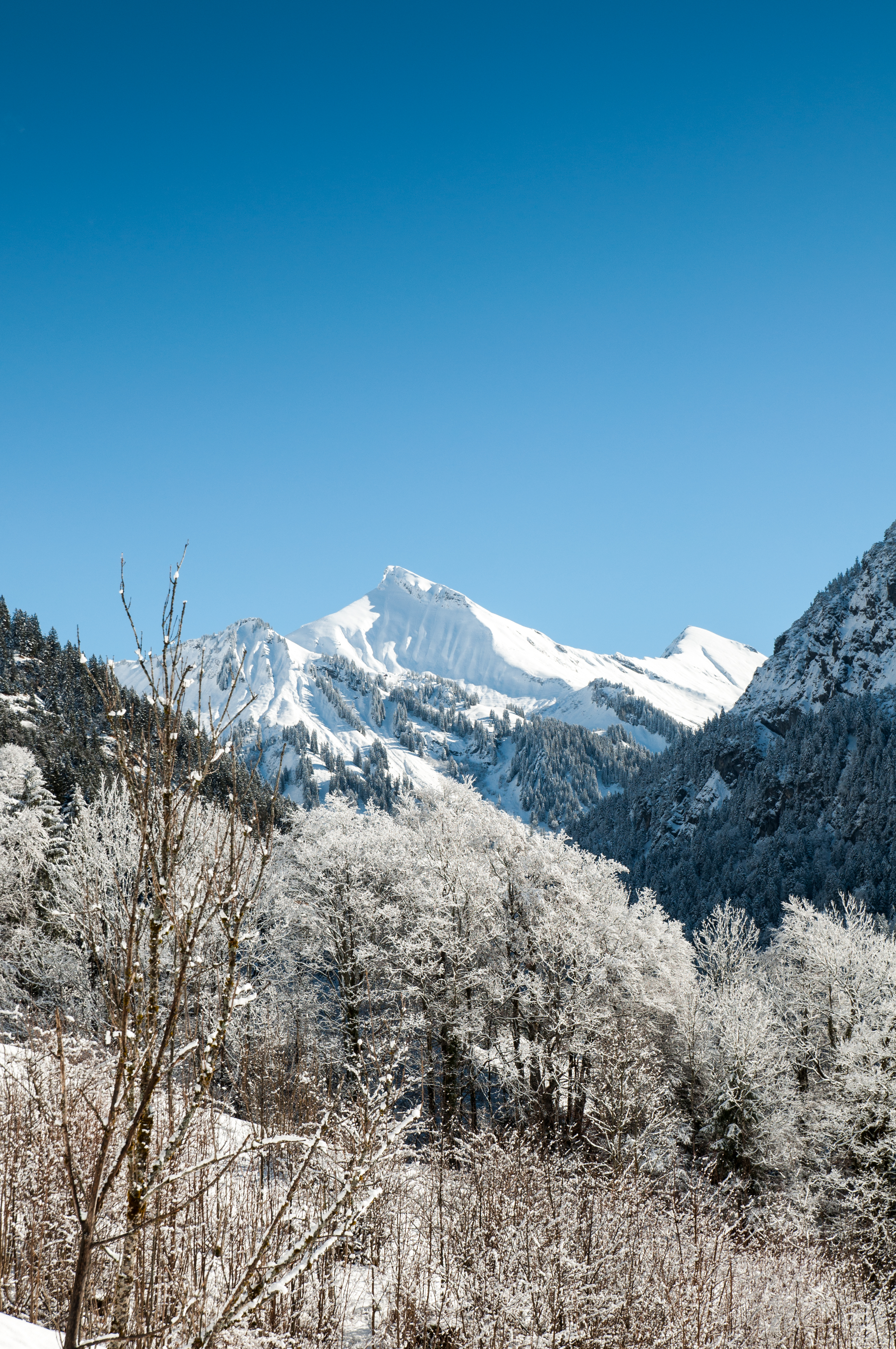 Descarga gratuita de fondo de pantalla para móvil de Árboles, Nevado, Montañas, Vértice, Arriba, Cubierto De Nieve, Naturaleza, Paisaje.