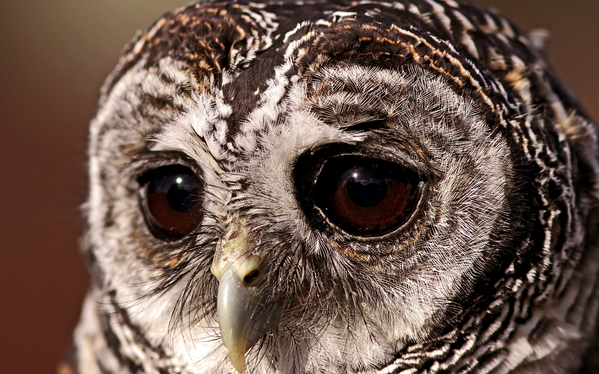 Descarga gratuita de fondo de pantalla para móvil de Búho, Aves, Animales.