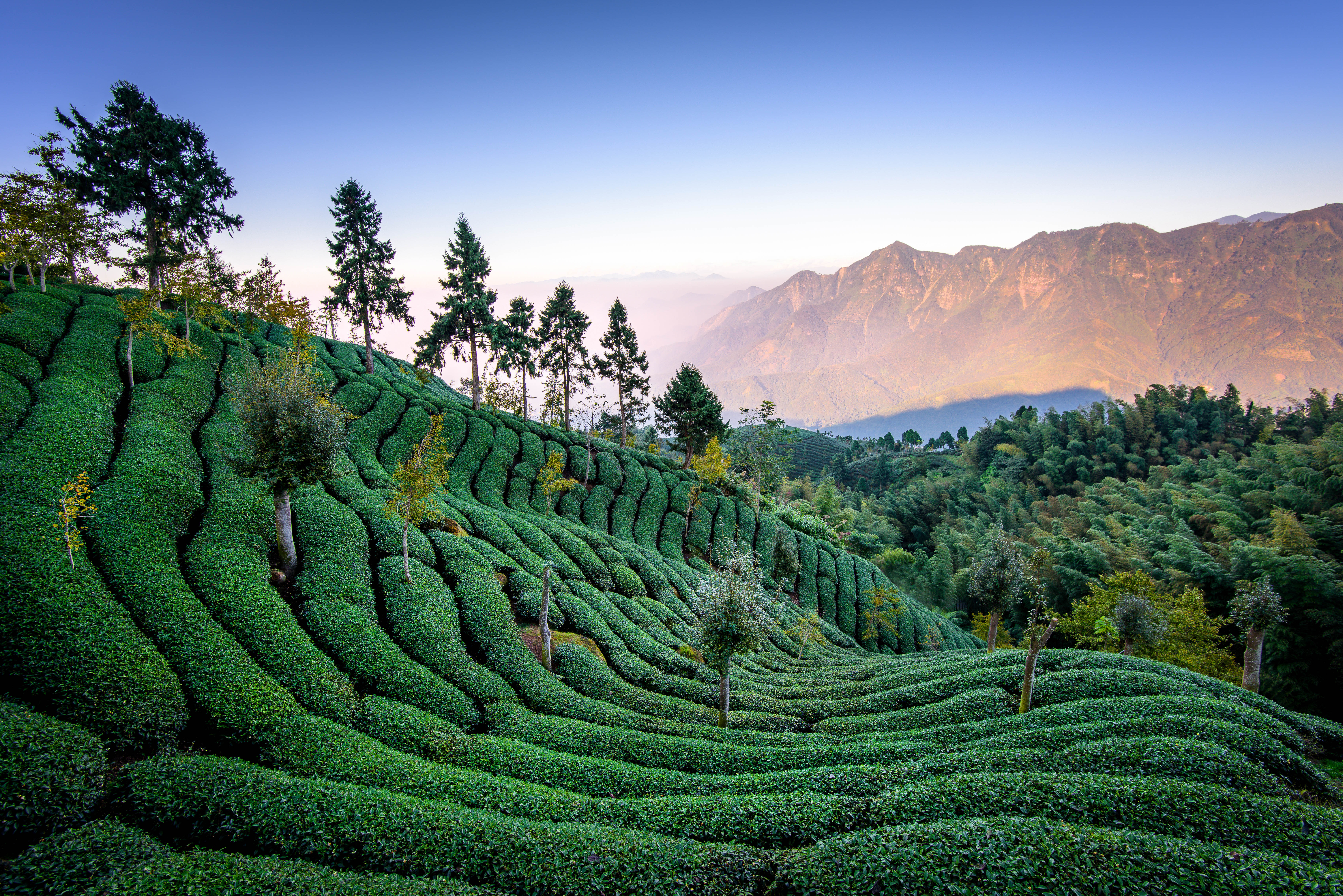 greenery, tea plantation, man made, landscape, mountain, nature, tree